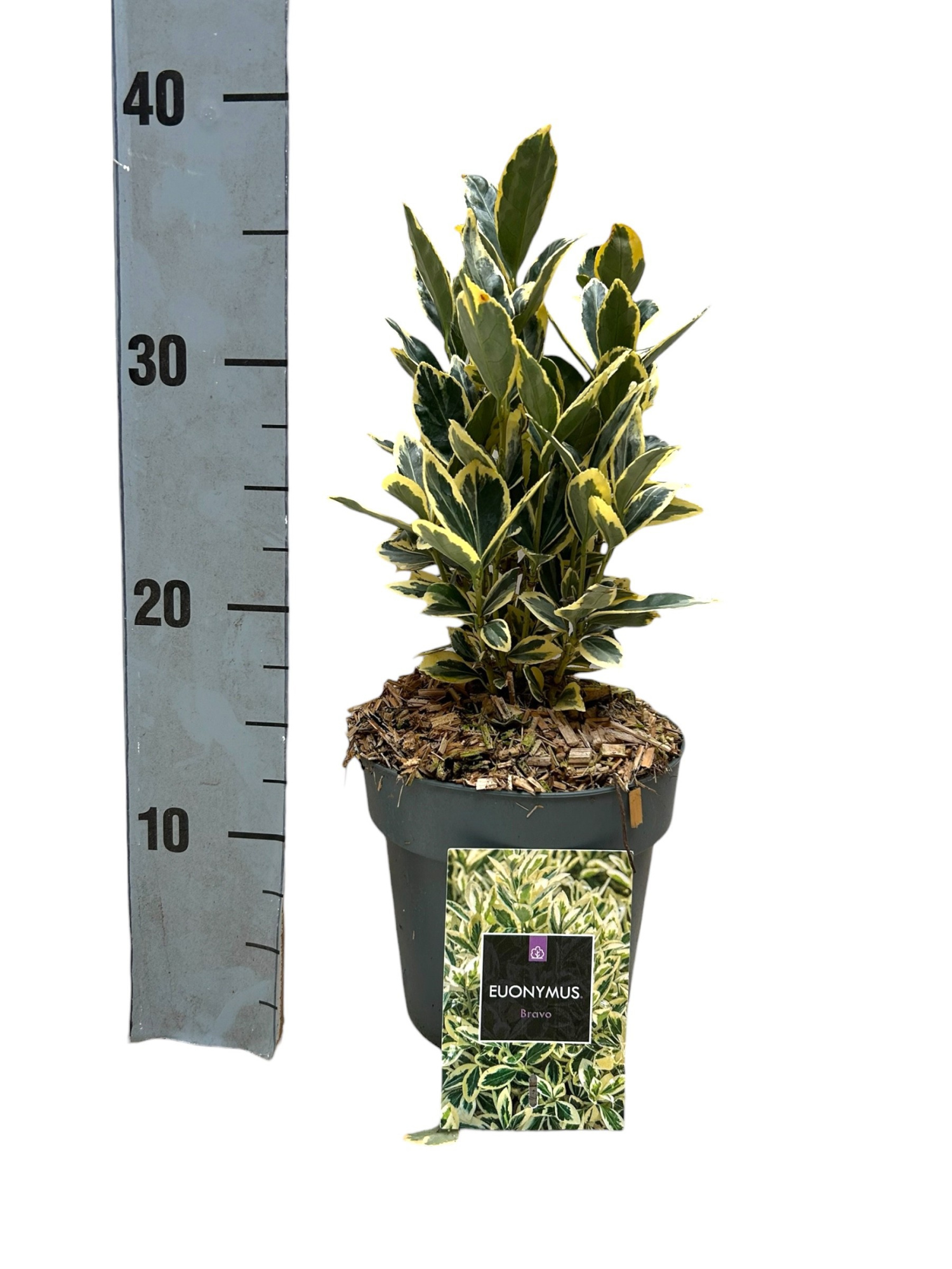 Euonymus japonicus 'Bravo' P15, D 15