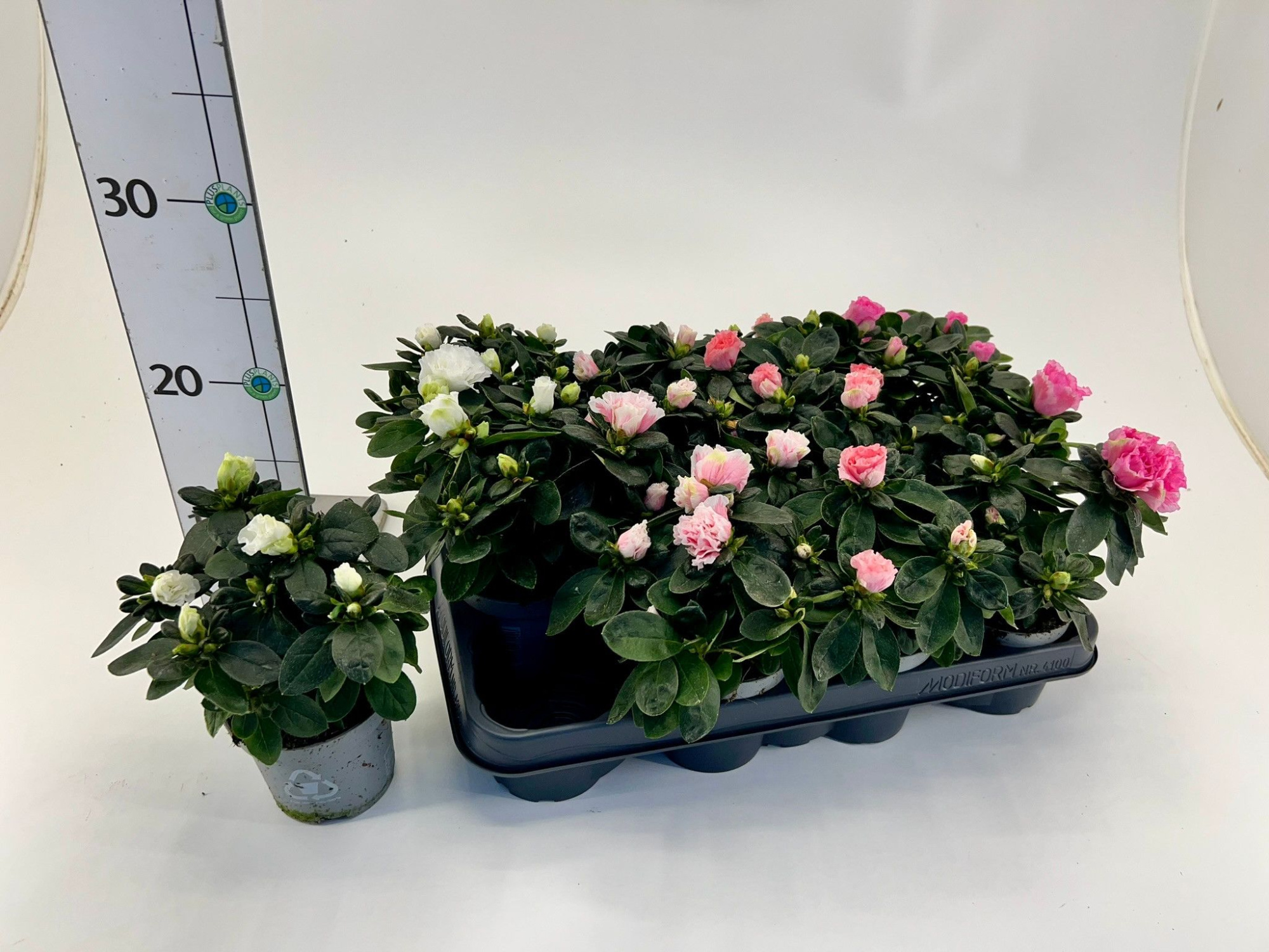 Rhododendron simsii T9 Mix, D 9 cm