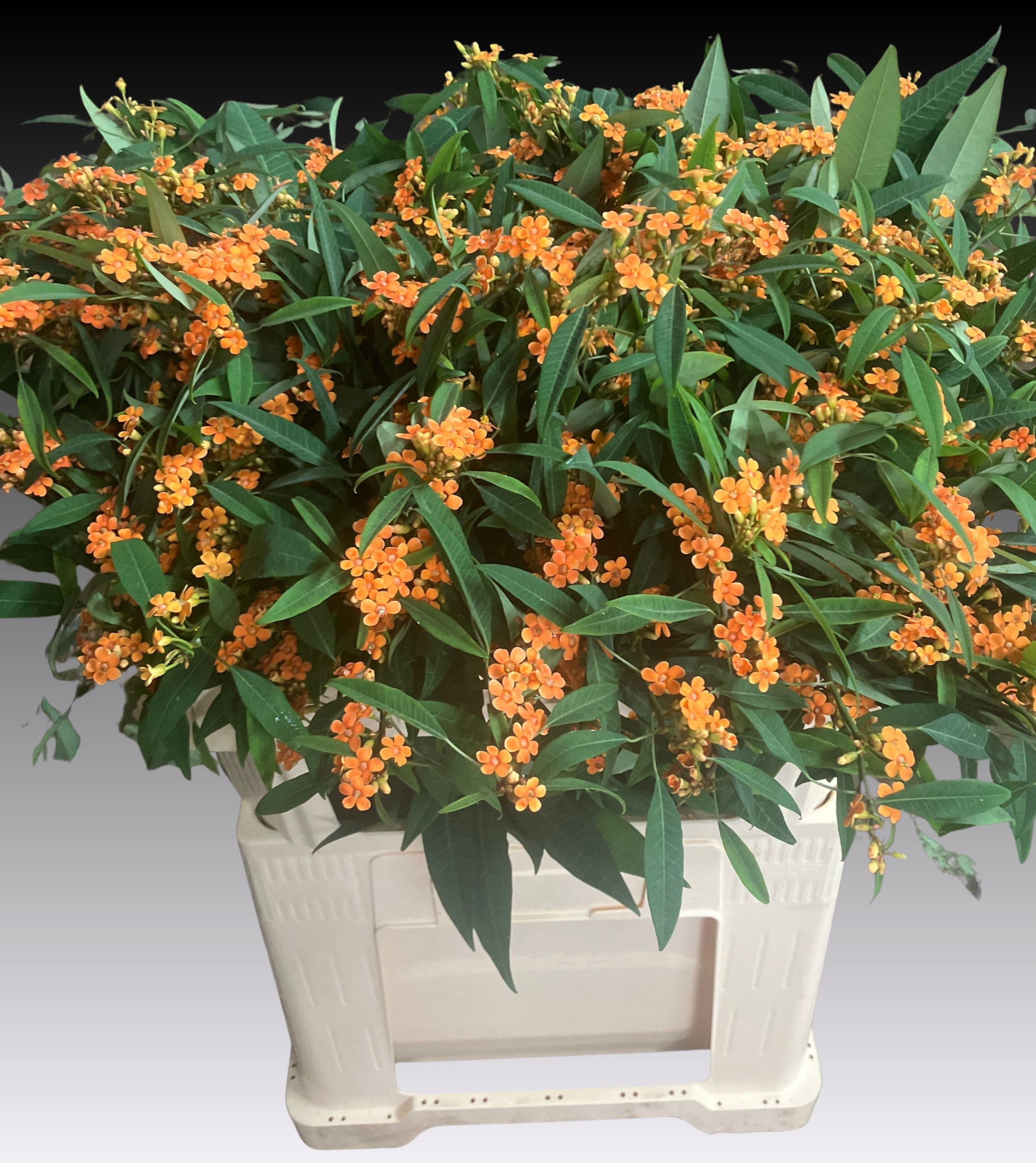 Эуфорбия куст. Санстрим 70, шт.