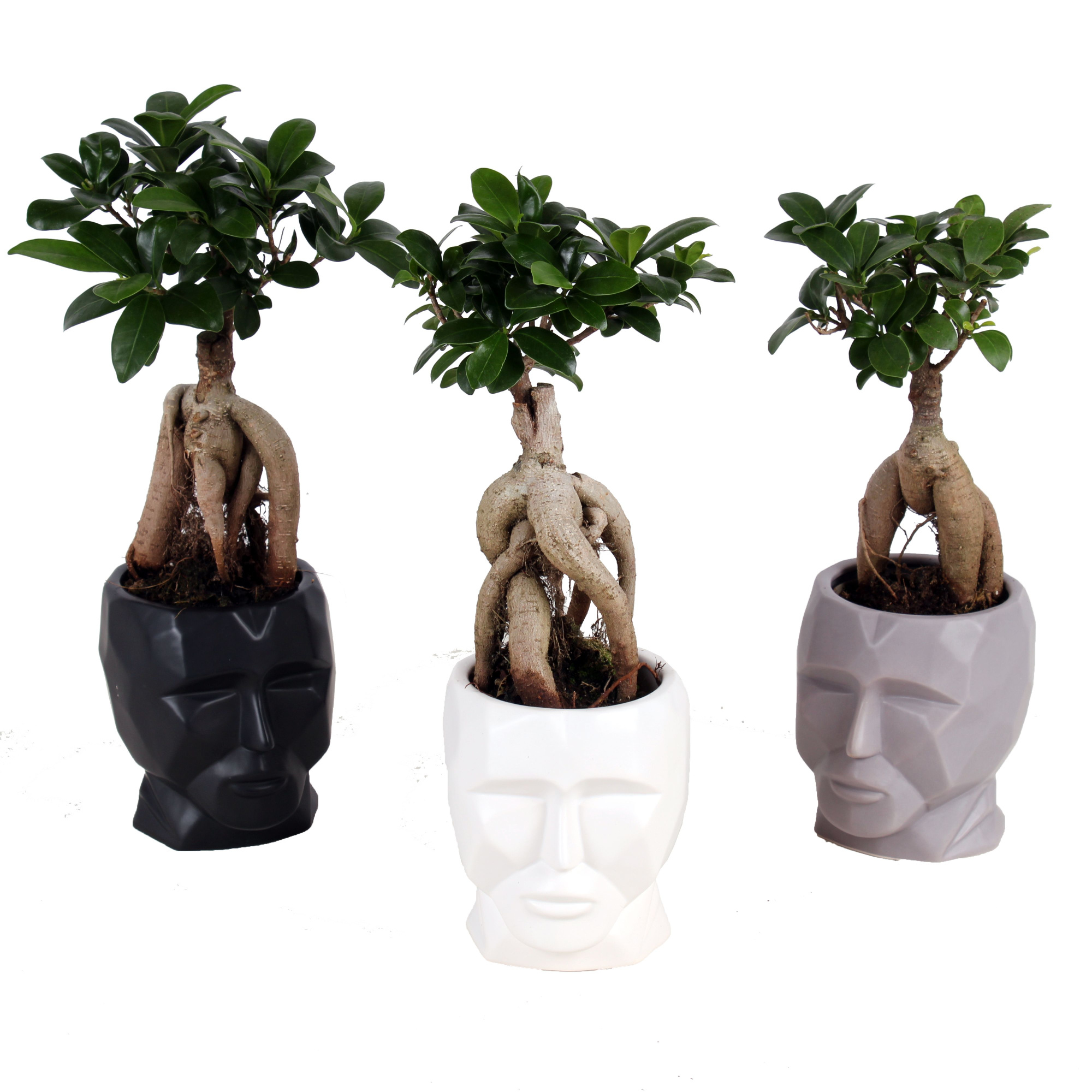 Ficus m. Ginseng pot ø9cm in ø11cm Graphic Face pot, D 11 cm