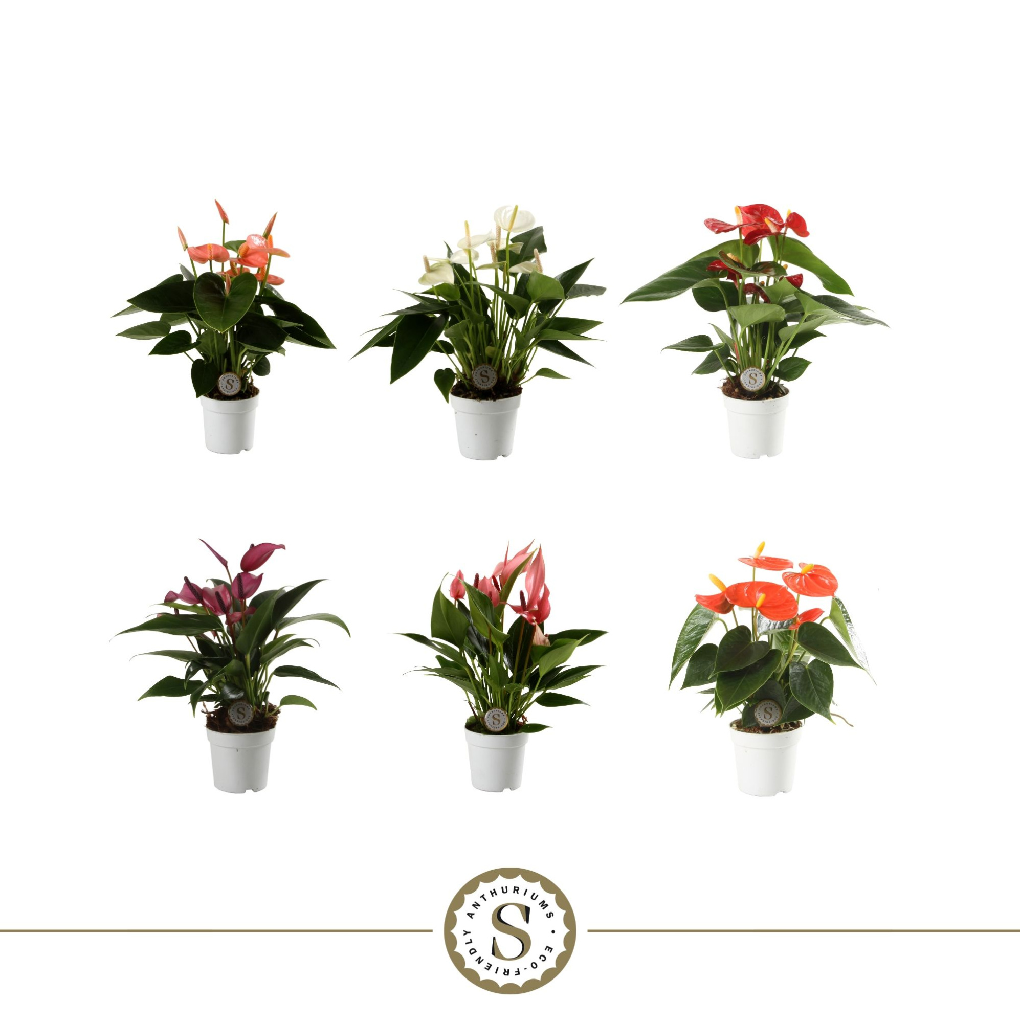 Anthurium Top Mix 7cm, D 7 cm