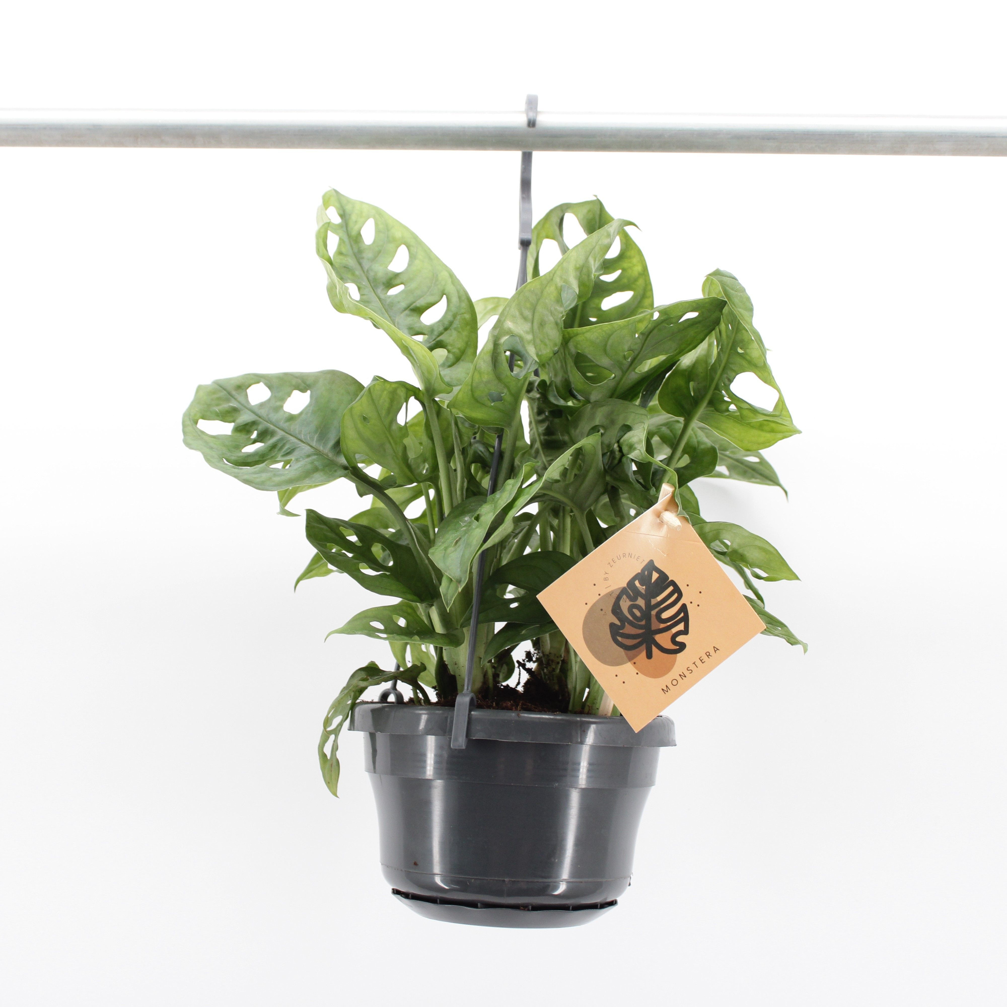 Monstera Monkey Leaf in hangpot, D 14