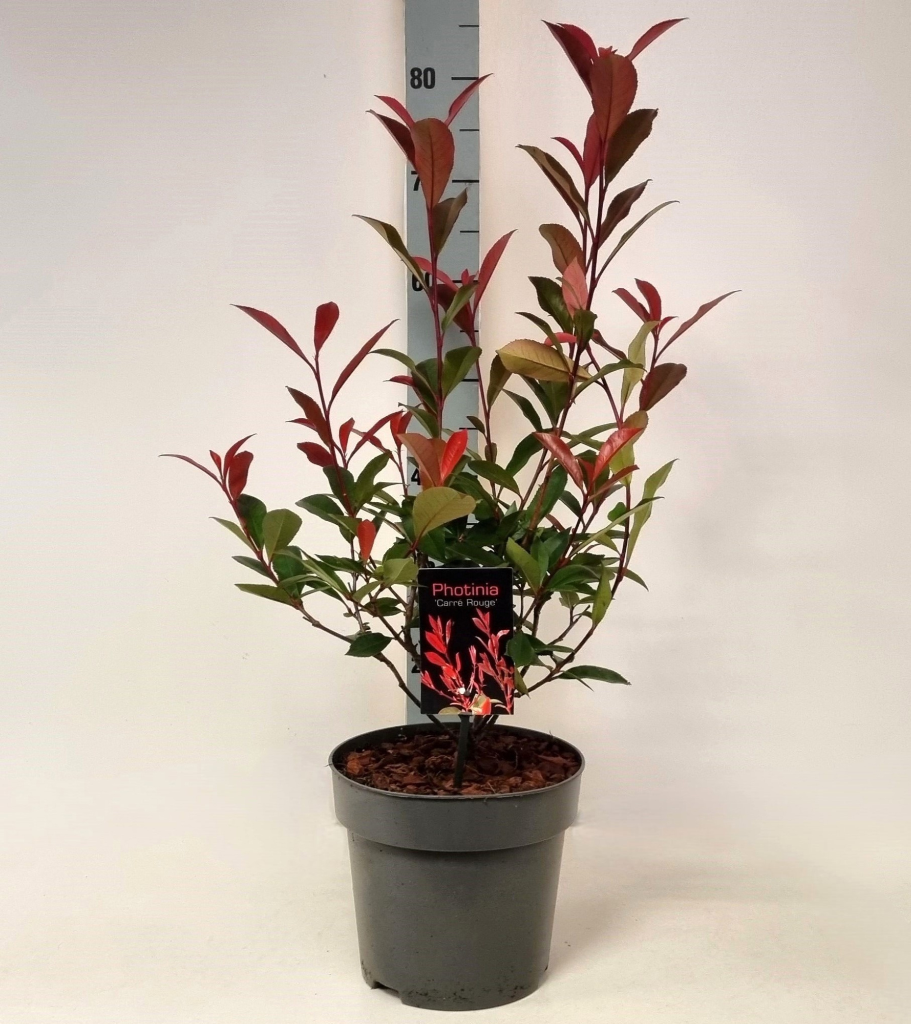 Photinia fraseri 'Carre Rouge' P22, D 22 cm
