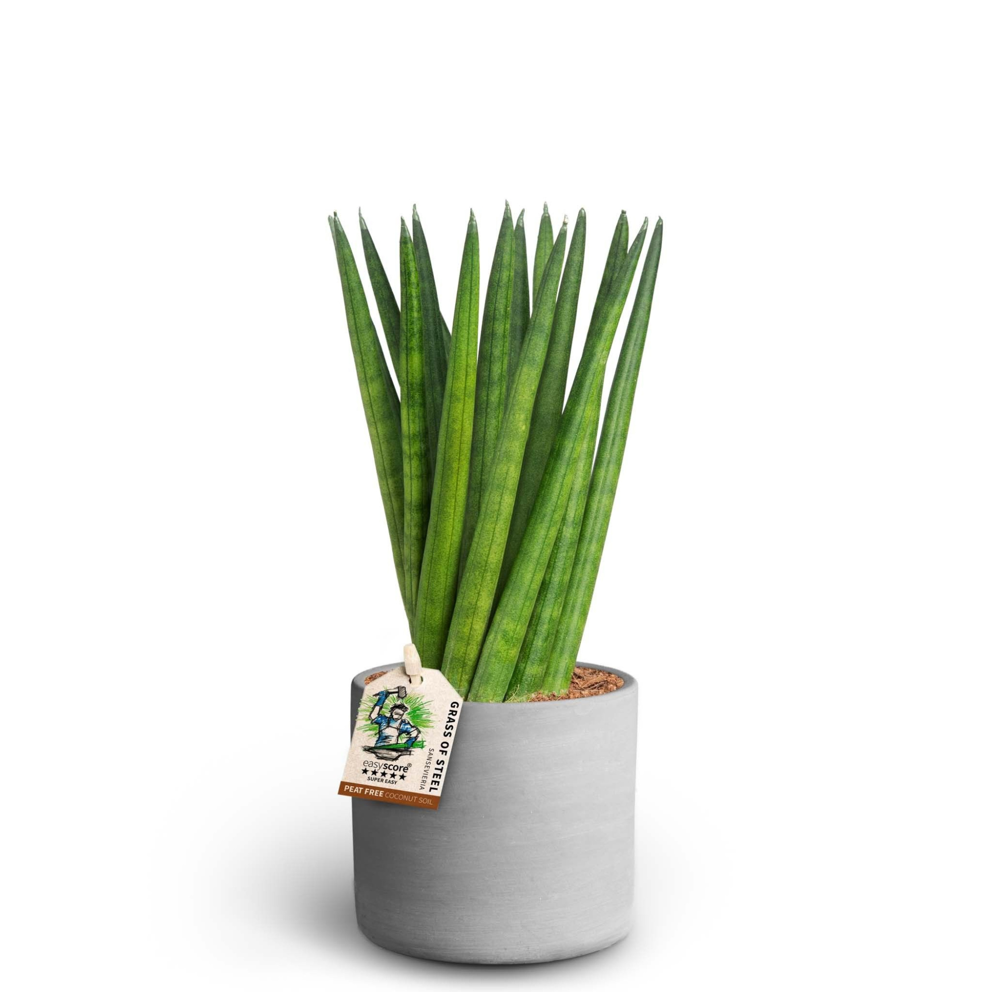 Raw Grey, Spaghetti, D 10