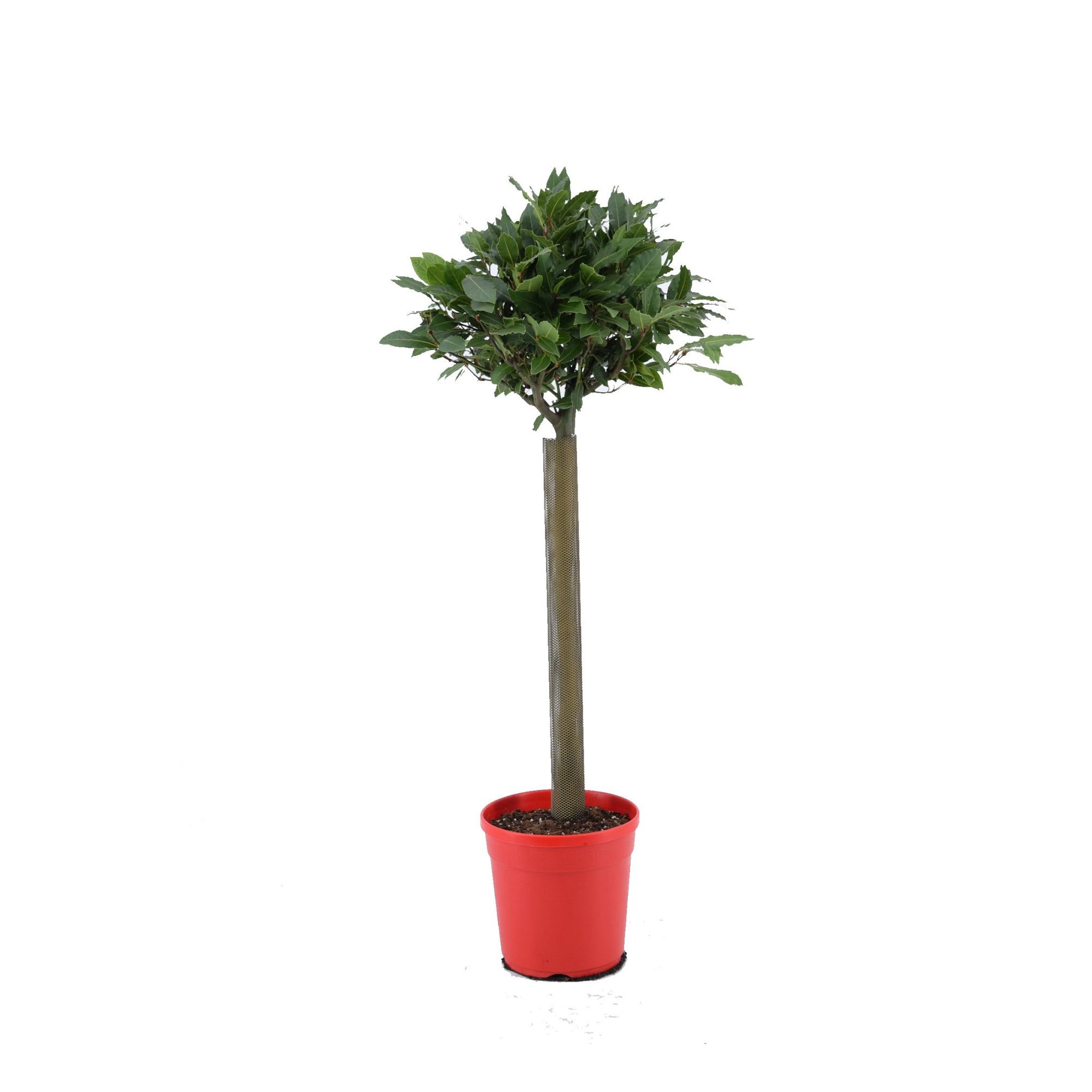 Laurus nobilis Bol op stam, D 20