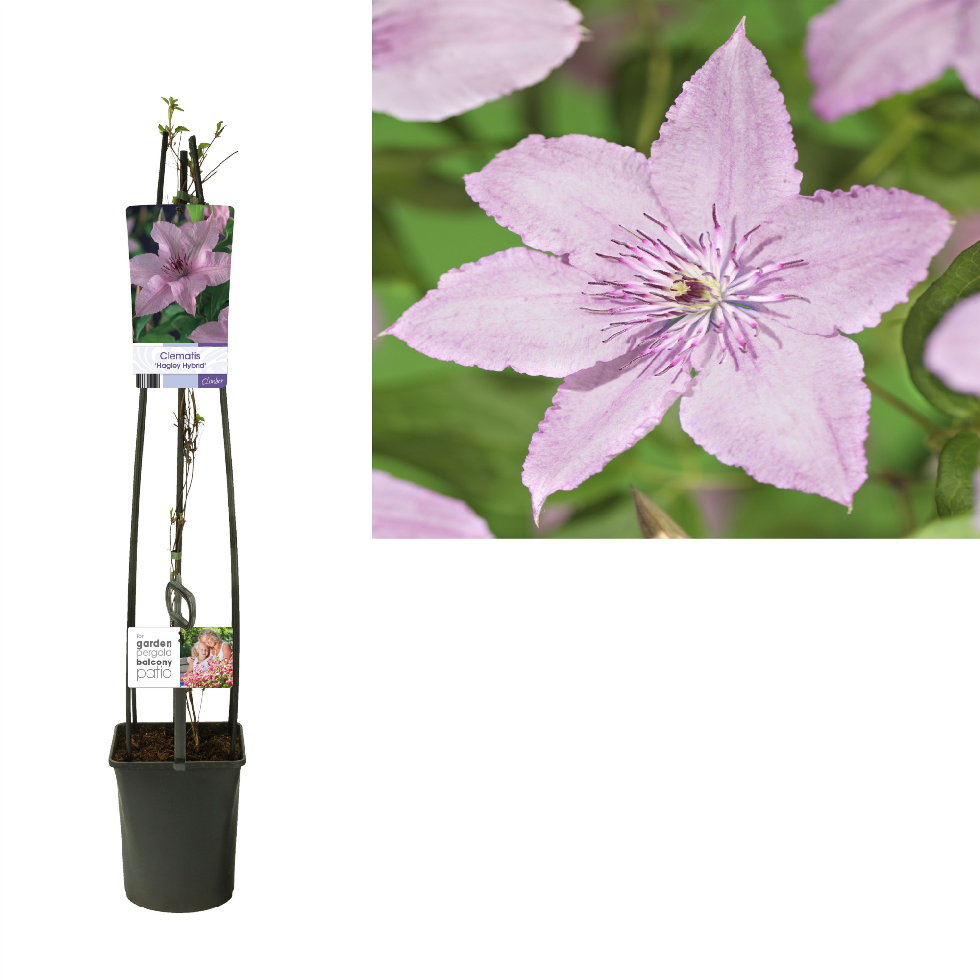 Clematis 'Hagley Hybrid' +light label, D 23 cm