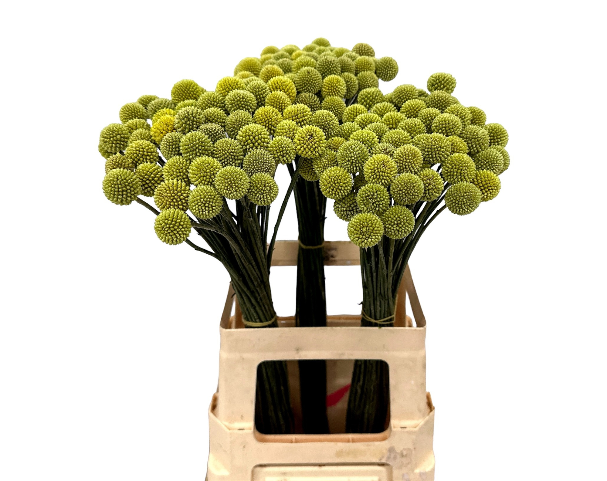 Краспедия Овериг 70 (желт.), шт.