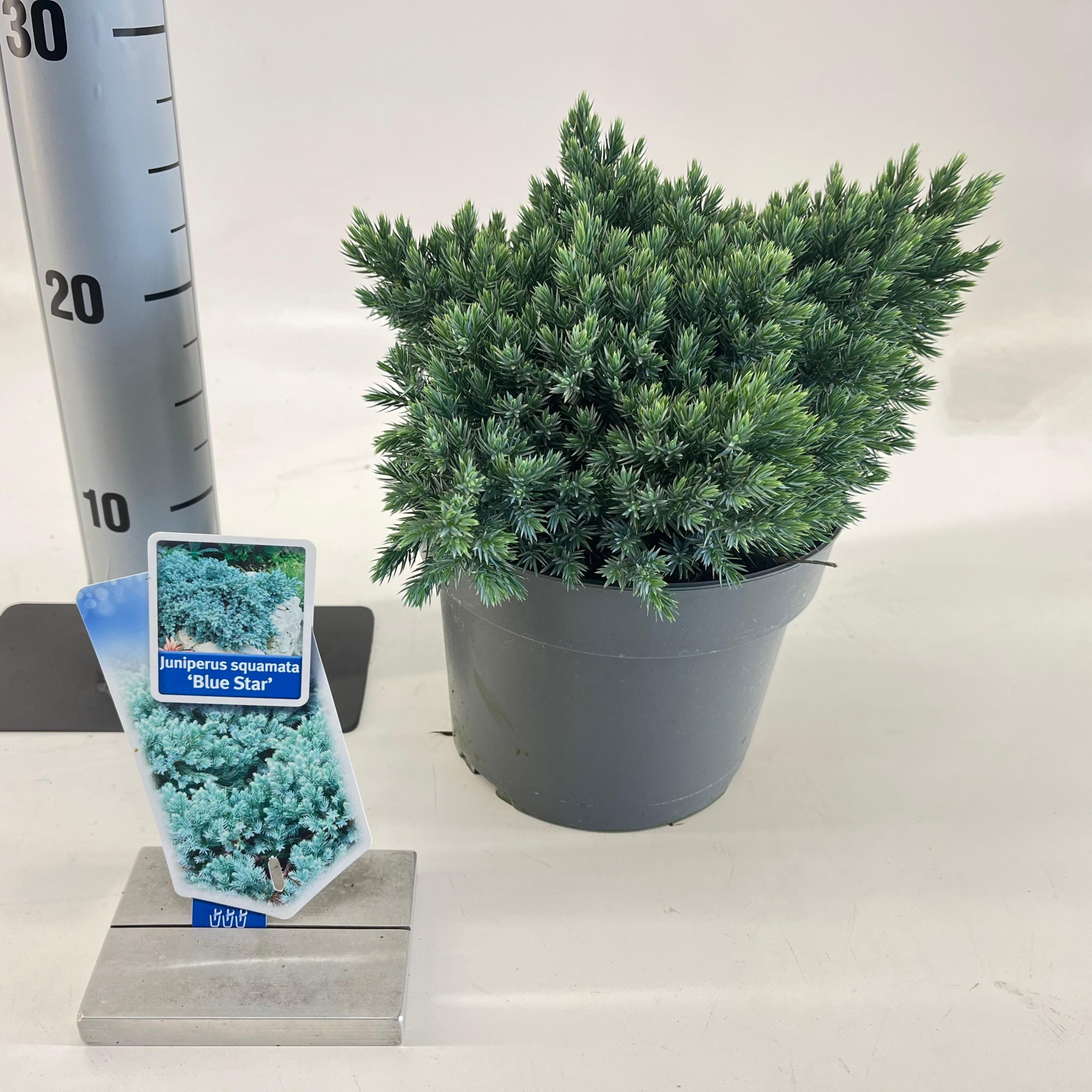 Juniperus squamata 'Blue Star', D 19 cm