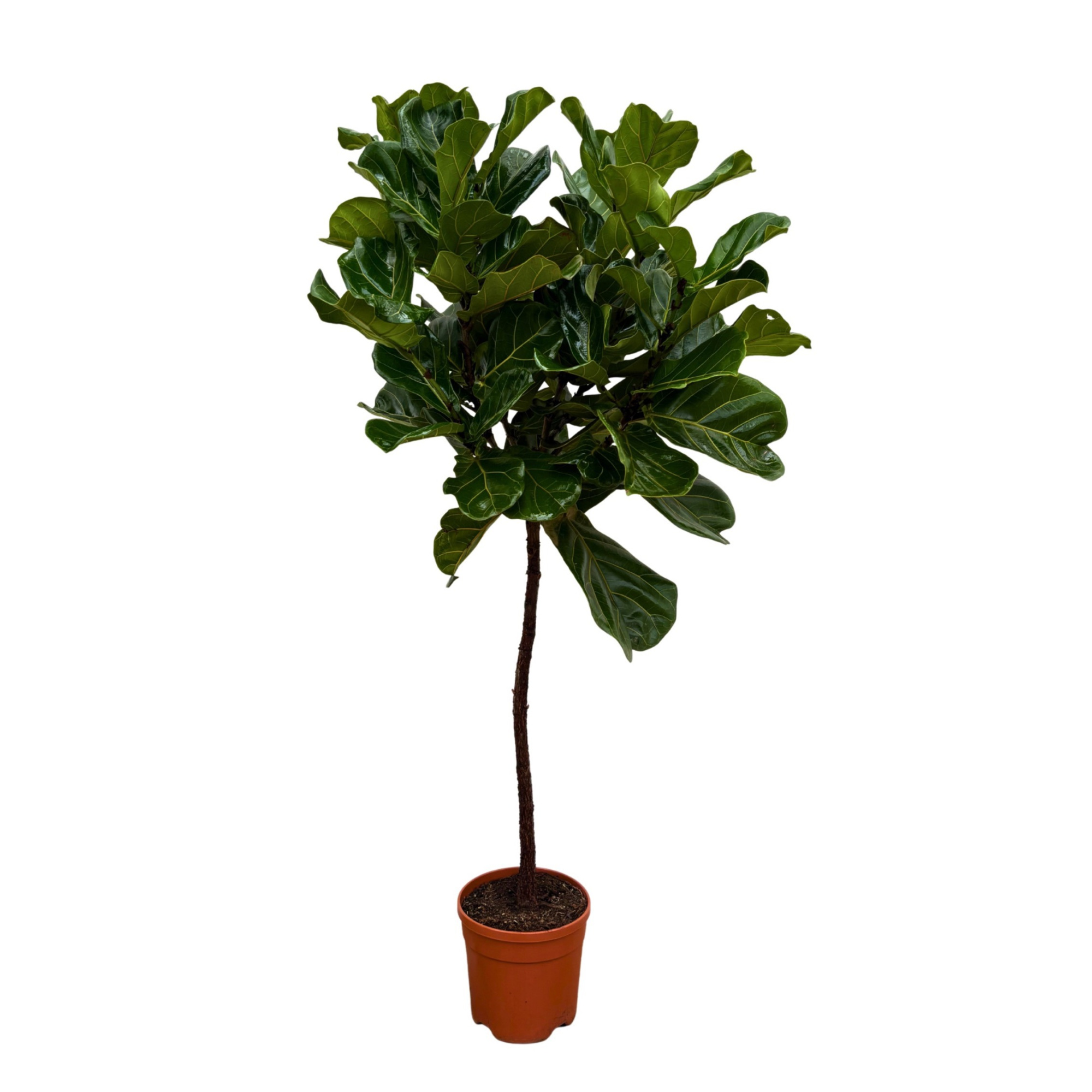 Ficus Lyrata op stam - 140cm, D 22 cm