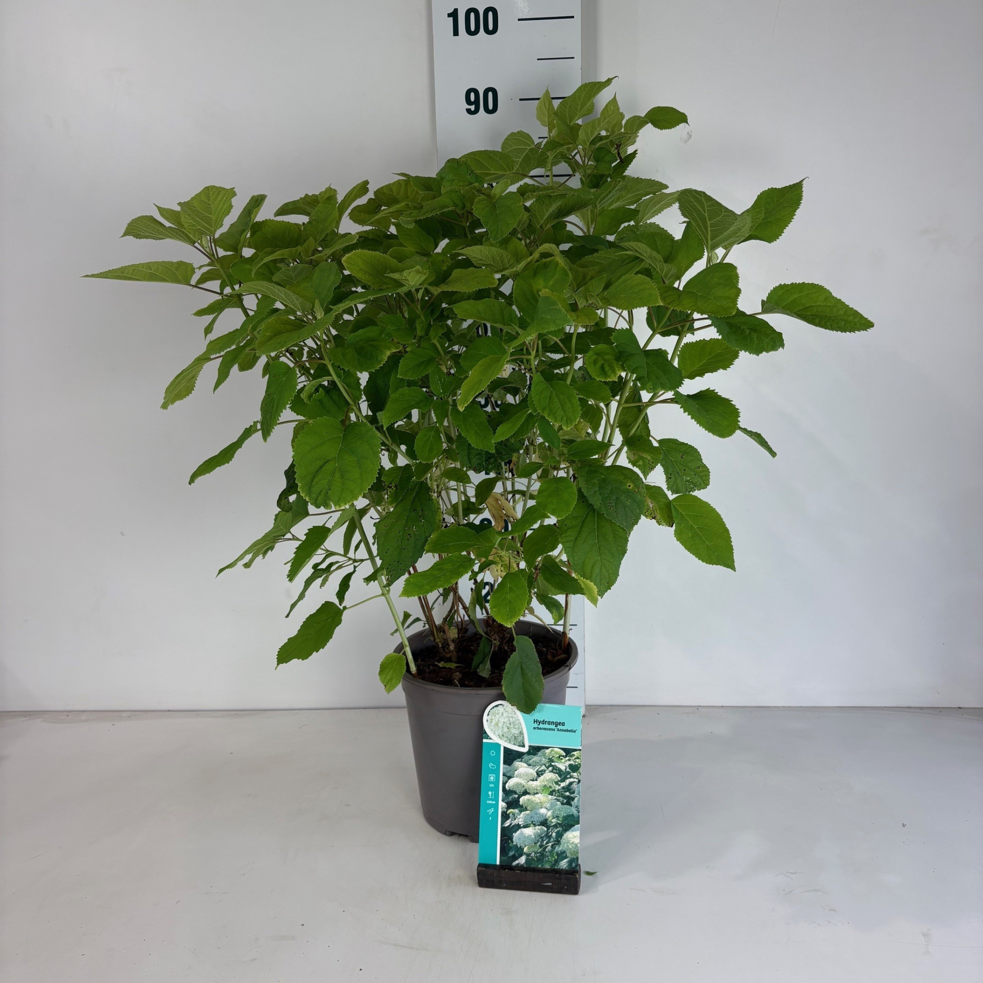 Hydrangea arborescens Annabelle, D 24 cm