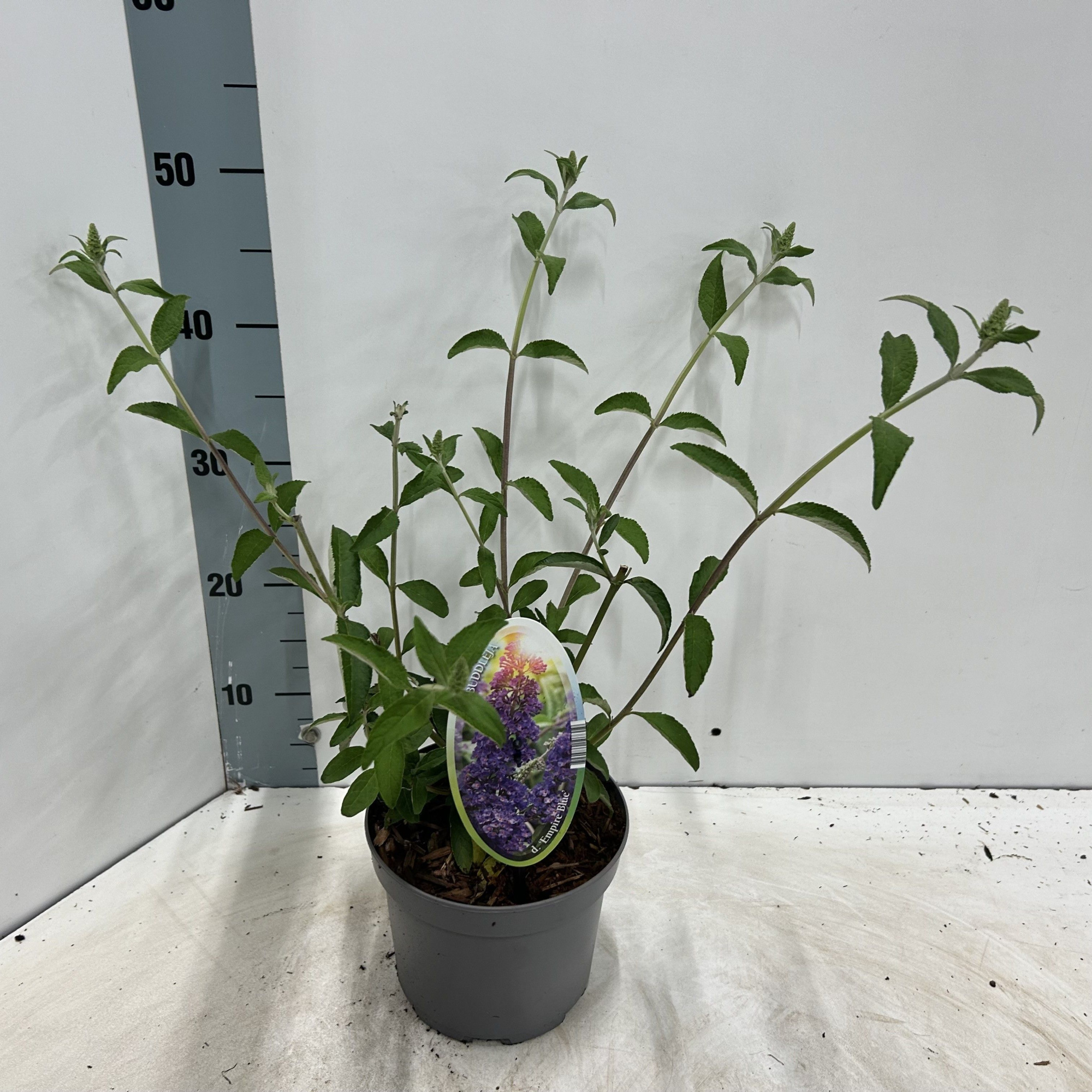 Buddleja dav. 'Empire Blue', D 17 cm