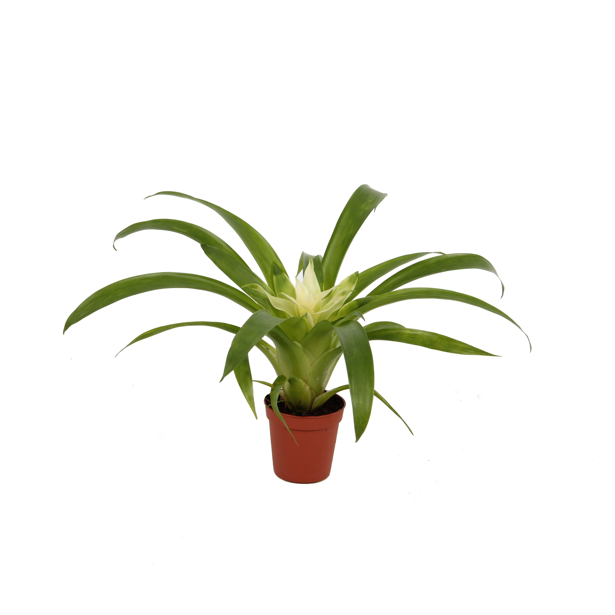 Guzmania Evelien, D 5,5 cm