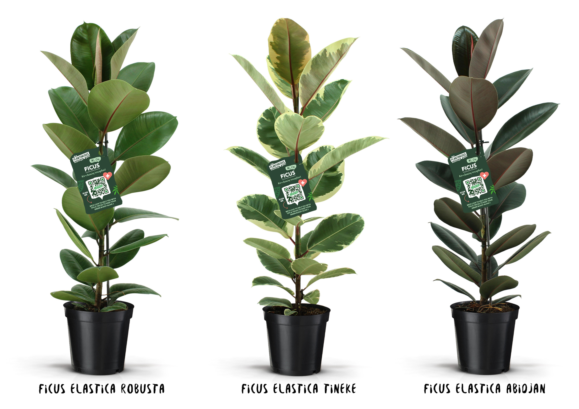 Ficus Elastica Mix, D 21