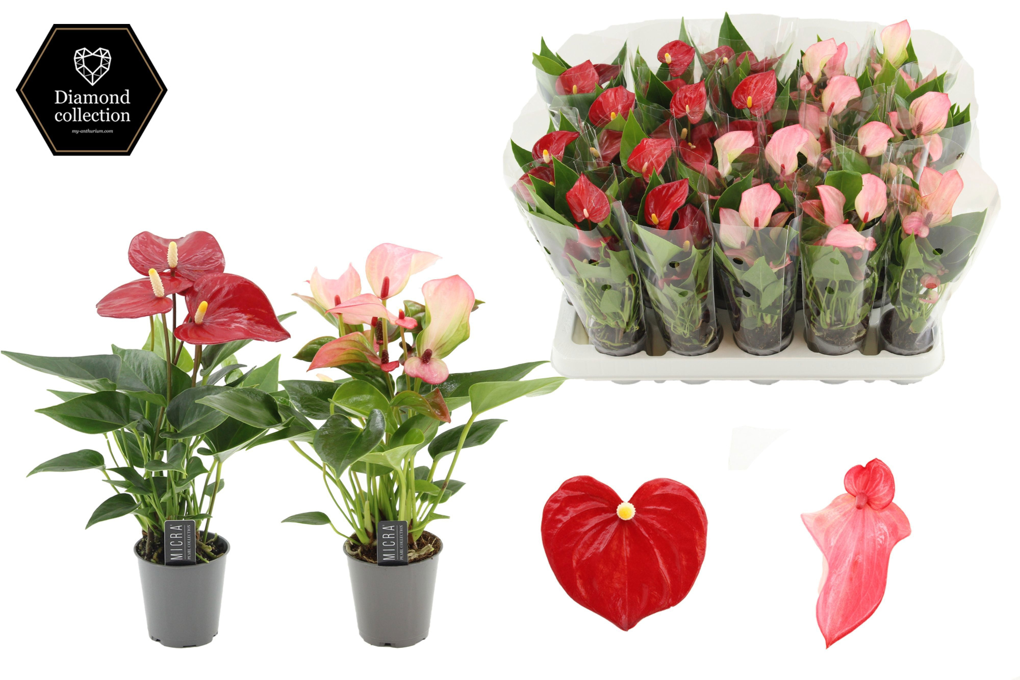 Anthurium 6 cm 2 color mix in transparant sleeve, D 6