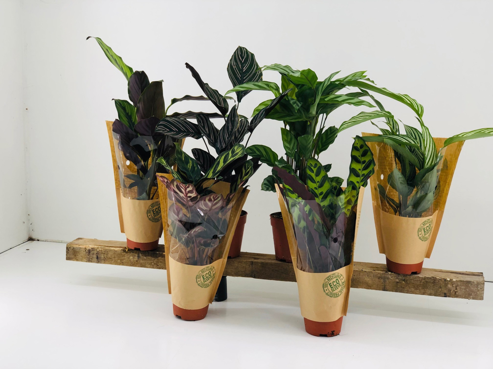Calathea mix P9, D 9