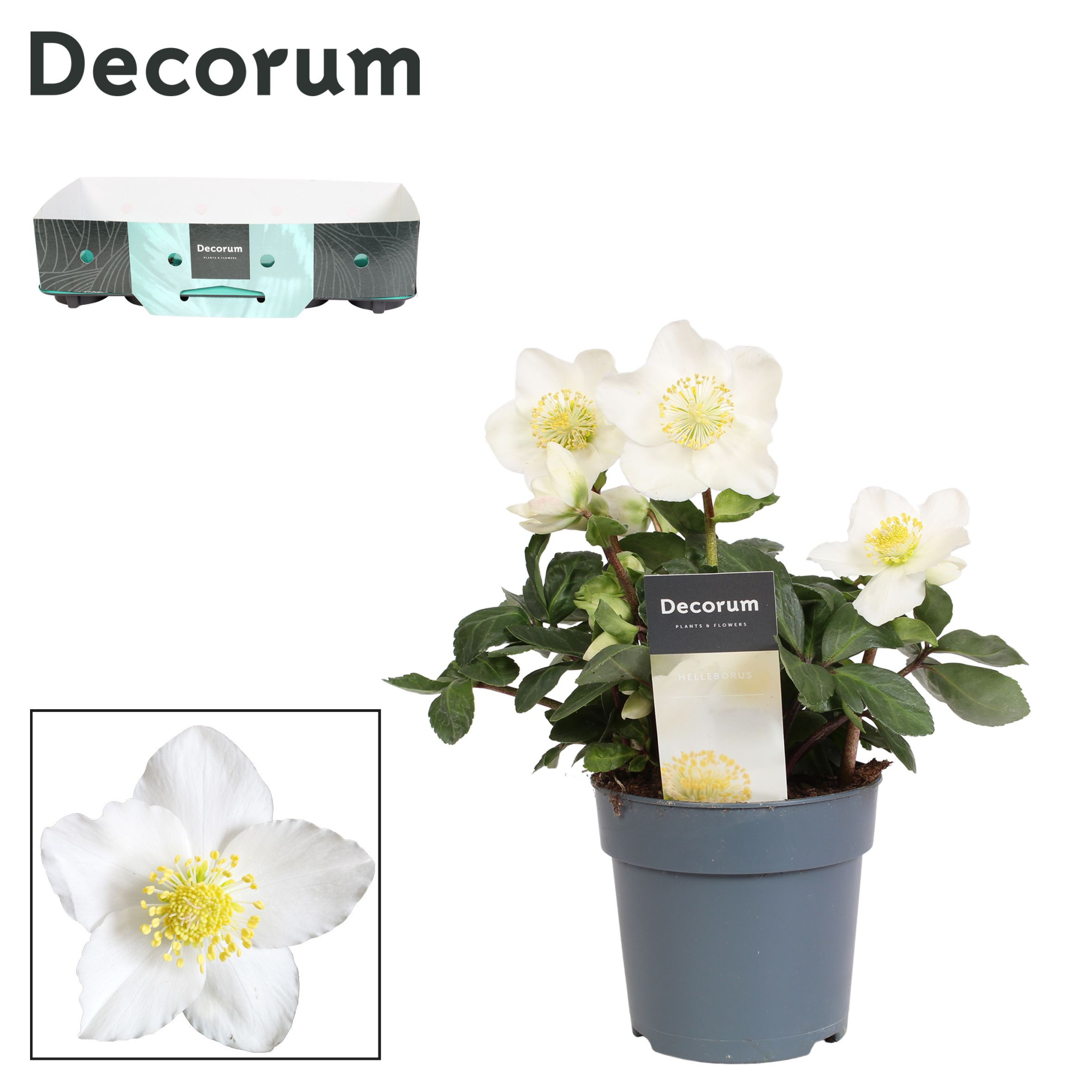 Helleborus n. Christmas Carol 12cm Decorum (M) etiket en kraag, D 12 cm