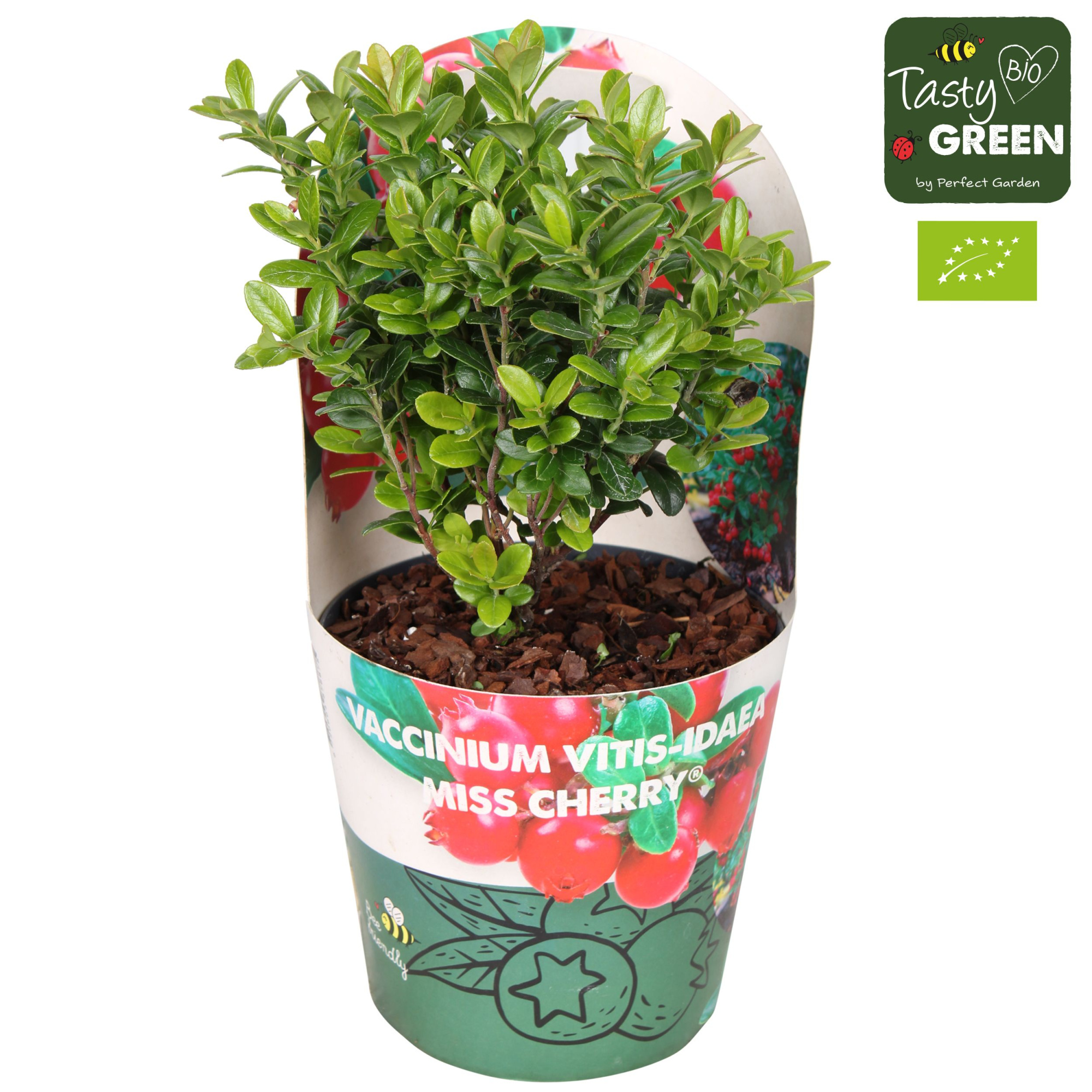 Vaccinium vitis-idea 'Fireballs' Bio P14, D 14