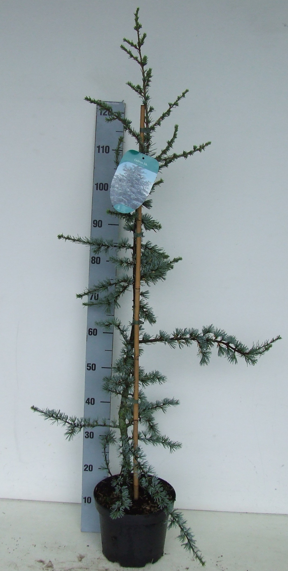 Cedrus libani 'Glauca' 100-120 P23 Full CC, D 23 cm