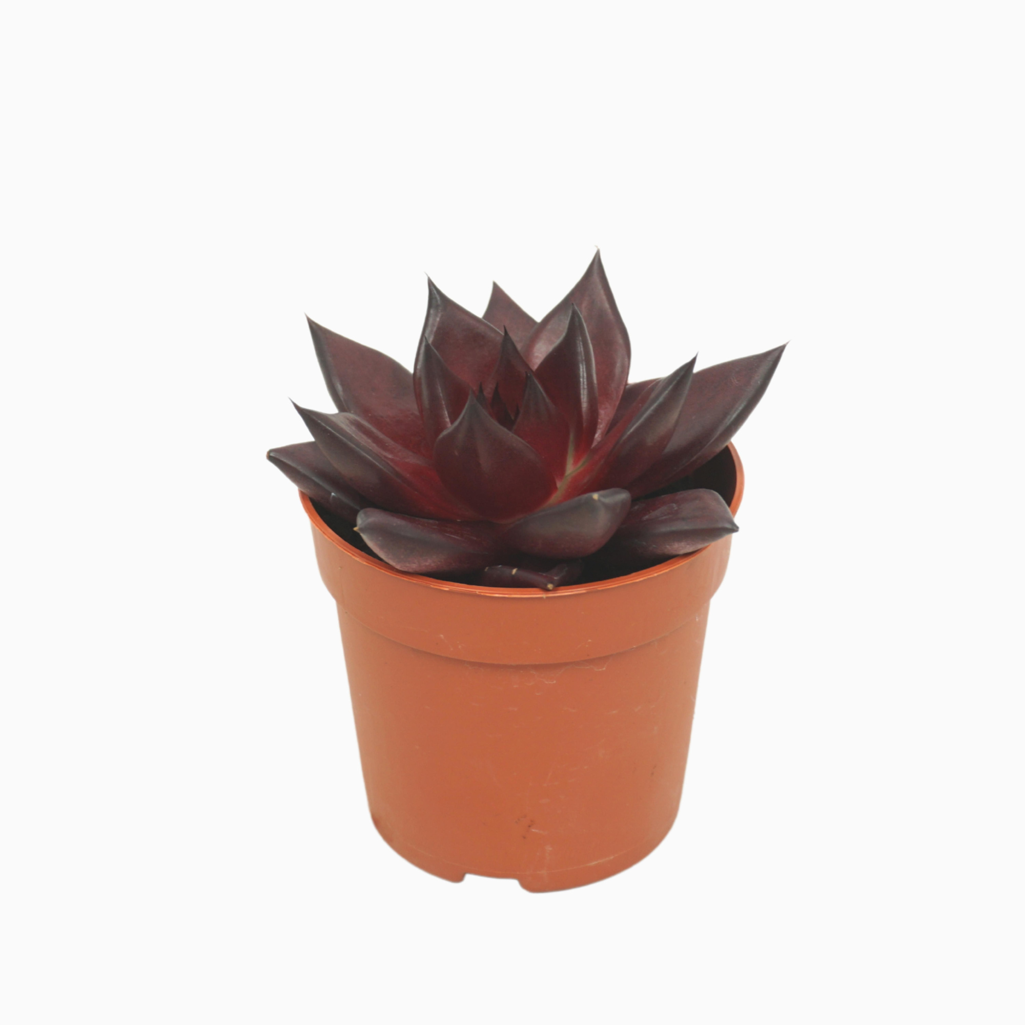 Echeveria atlas 7 cm, D 7 cm