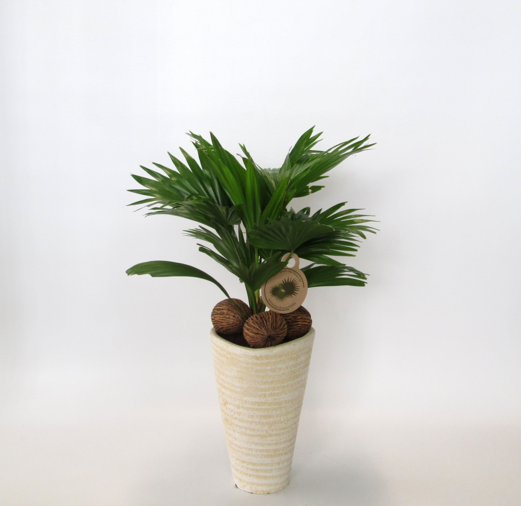 Livistona rotundifolia, D 16 cm