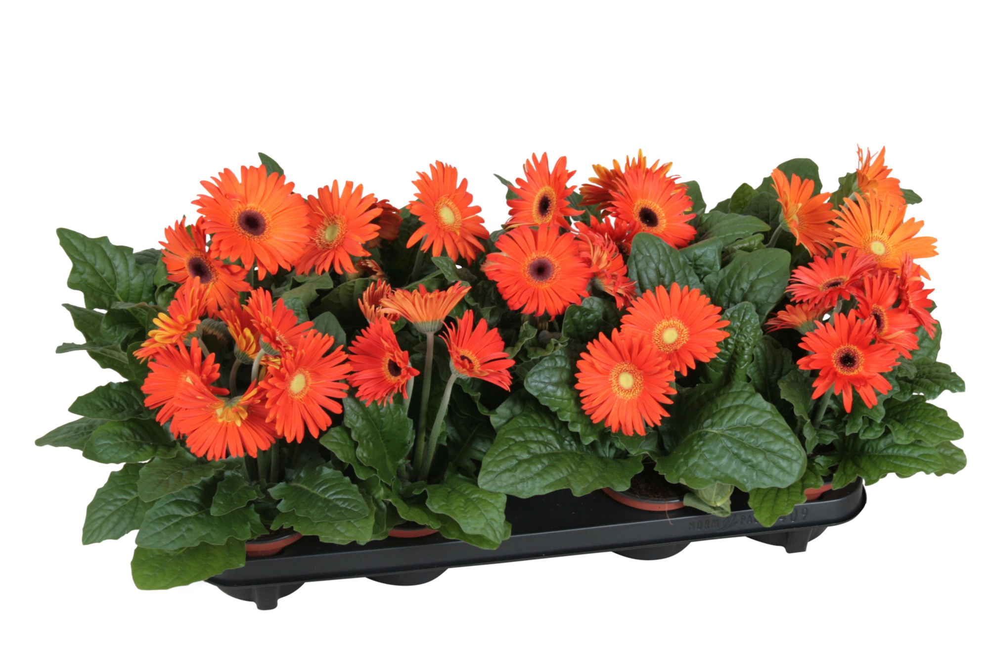 Gerbera belicht 2+bl 12cm excellent oranje (diverse kleurtinten), D 12 cm