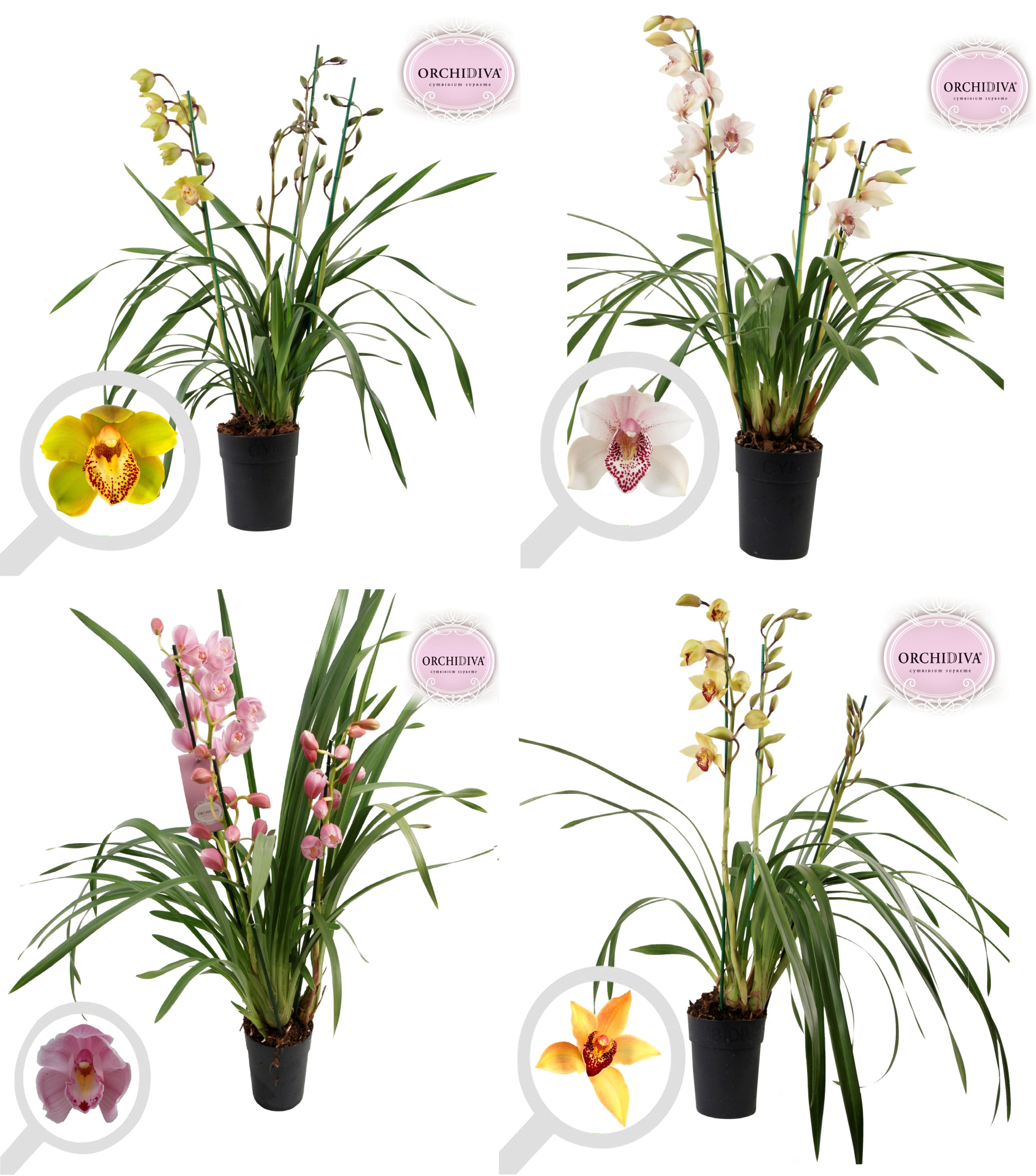 Cymbidium Italië mix 4 tak, D 14
