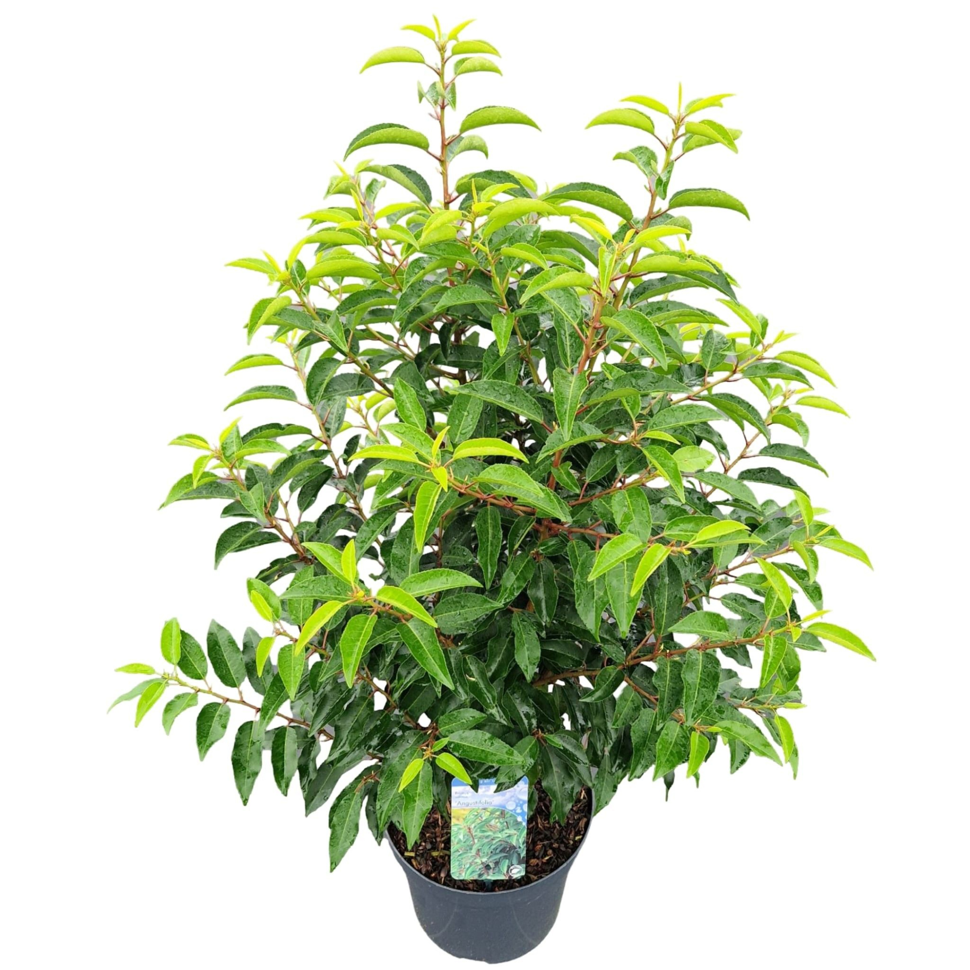 Prunus l. 'Angustifolia', D 26 cm