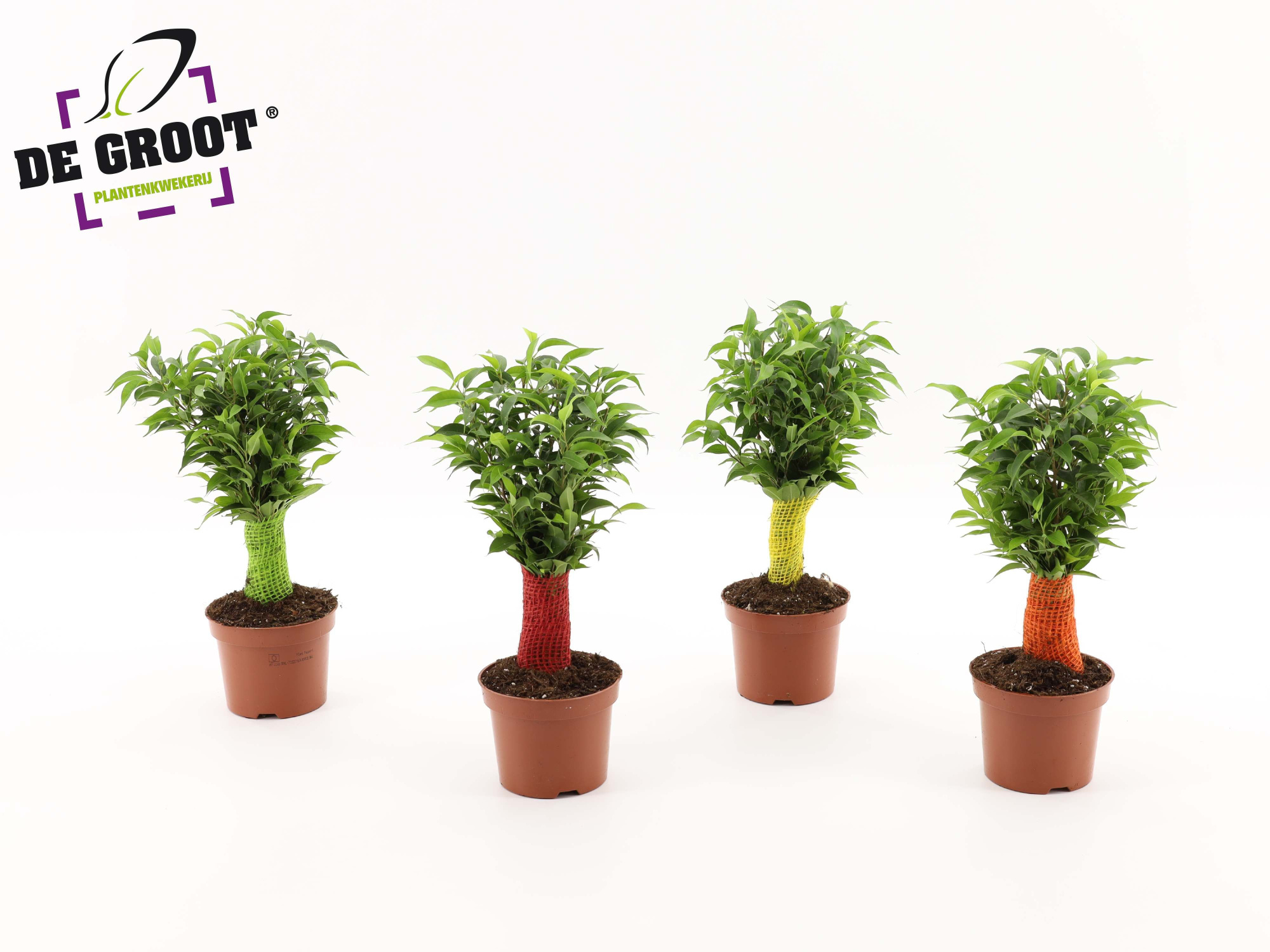 Ficus benjamina jute stam, D 12 cm