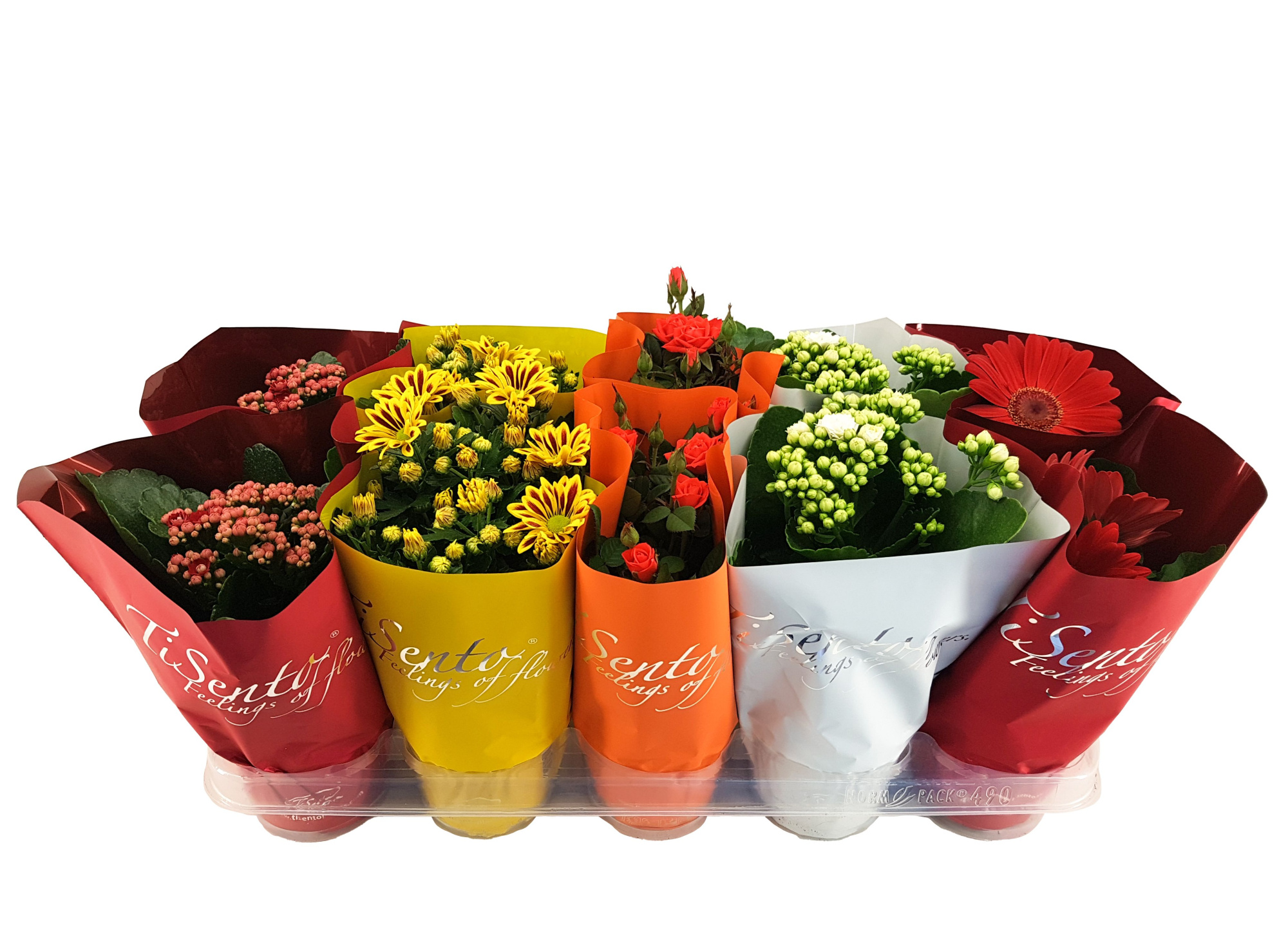 Bloeimix 12 cm - Italië, D 12 cm