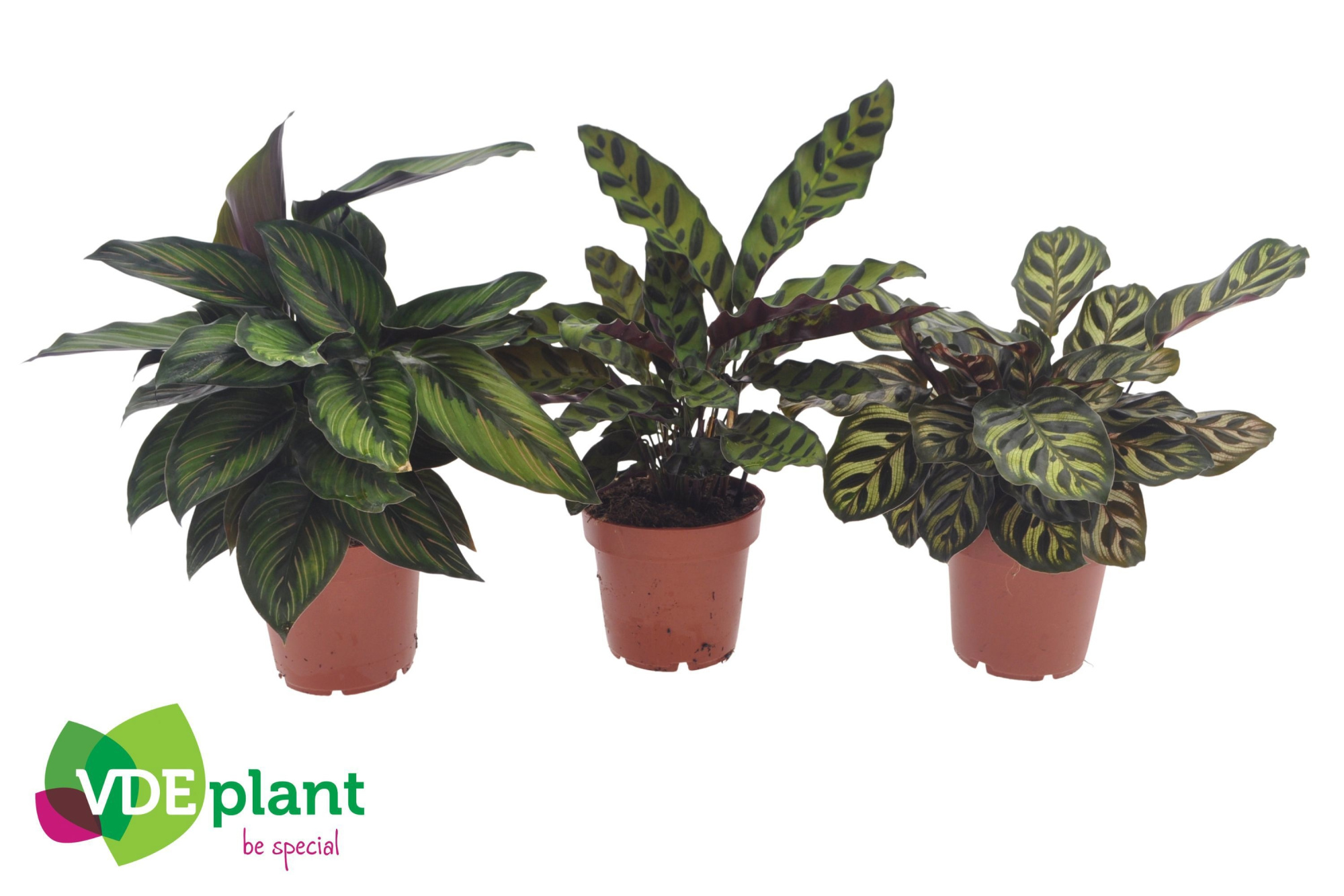 Calathea mix 12cm, D 12 cm