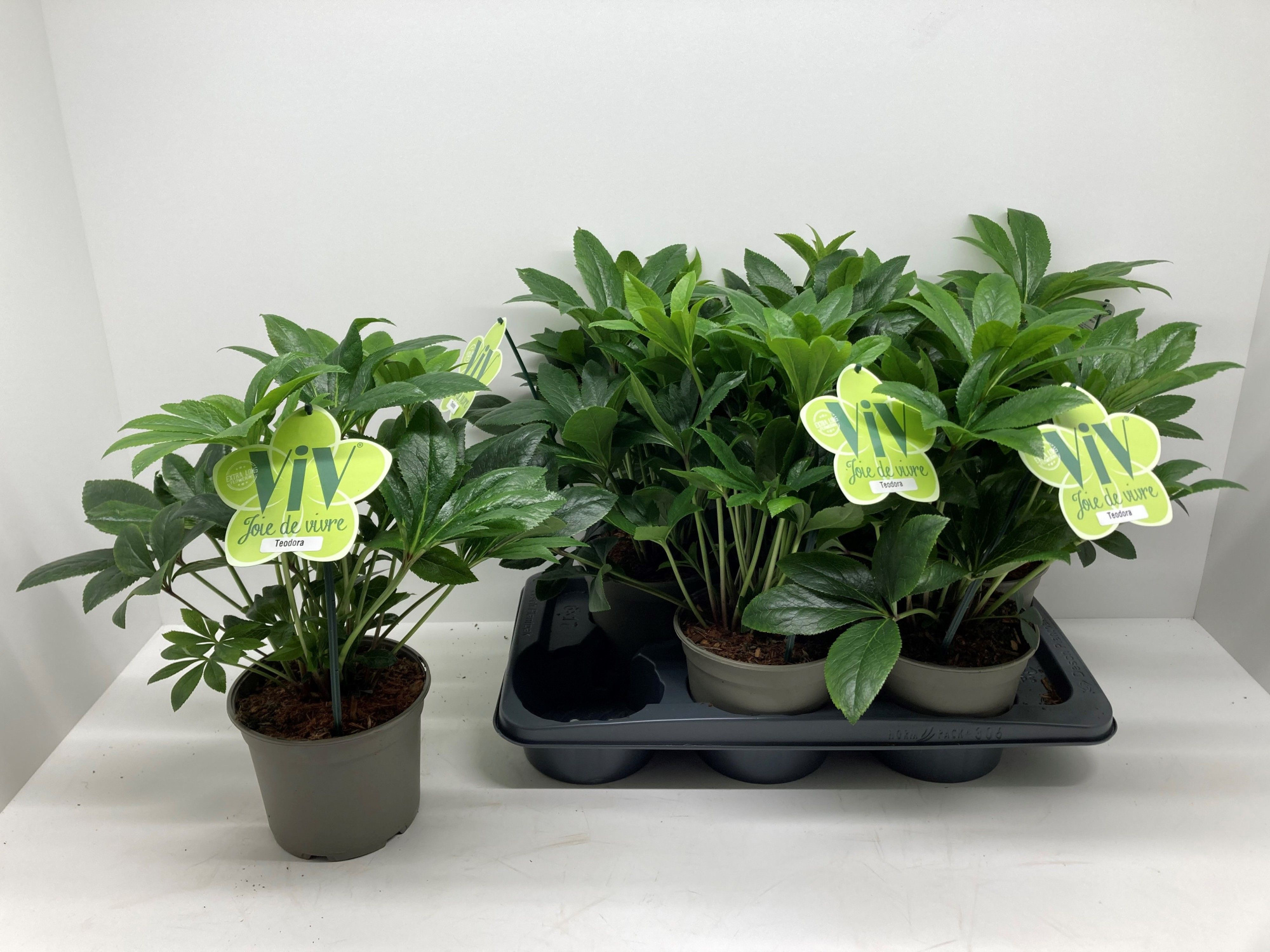 Helleborus orientalis 'ViV Teodora', D 17 cm