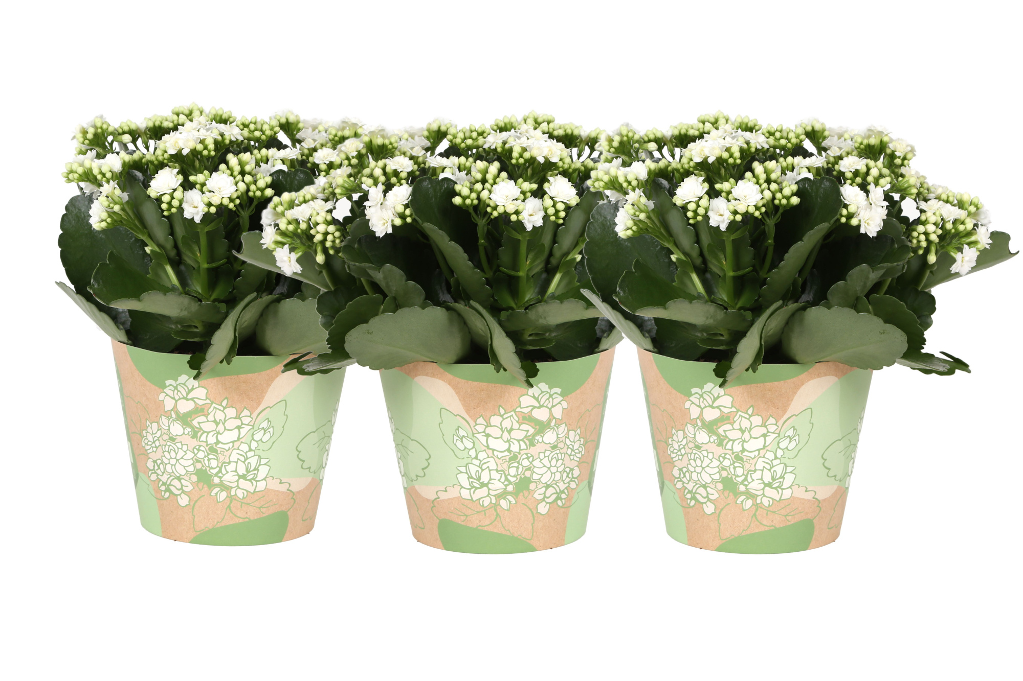 KP-849.1 GR - Kalanchoe Rosalina in groene waterdichte smartcup, D 15 cm