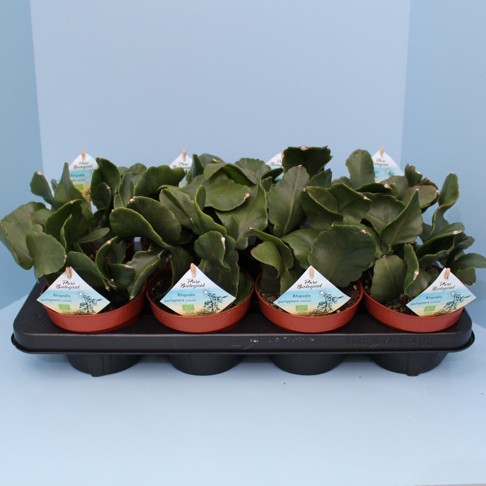 Bio Rhipsalis pachypetera 600-RHIP13, D 13 cm