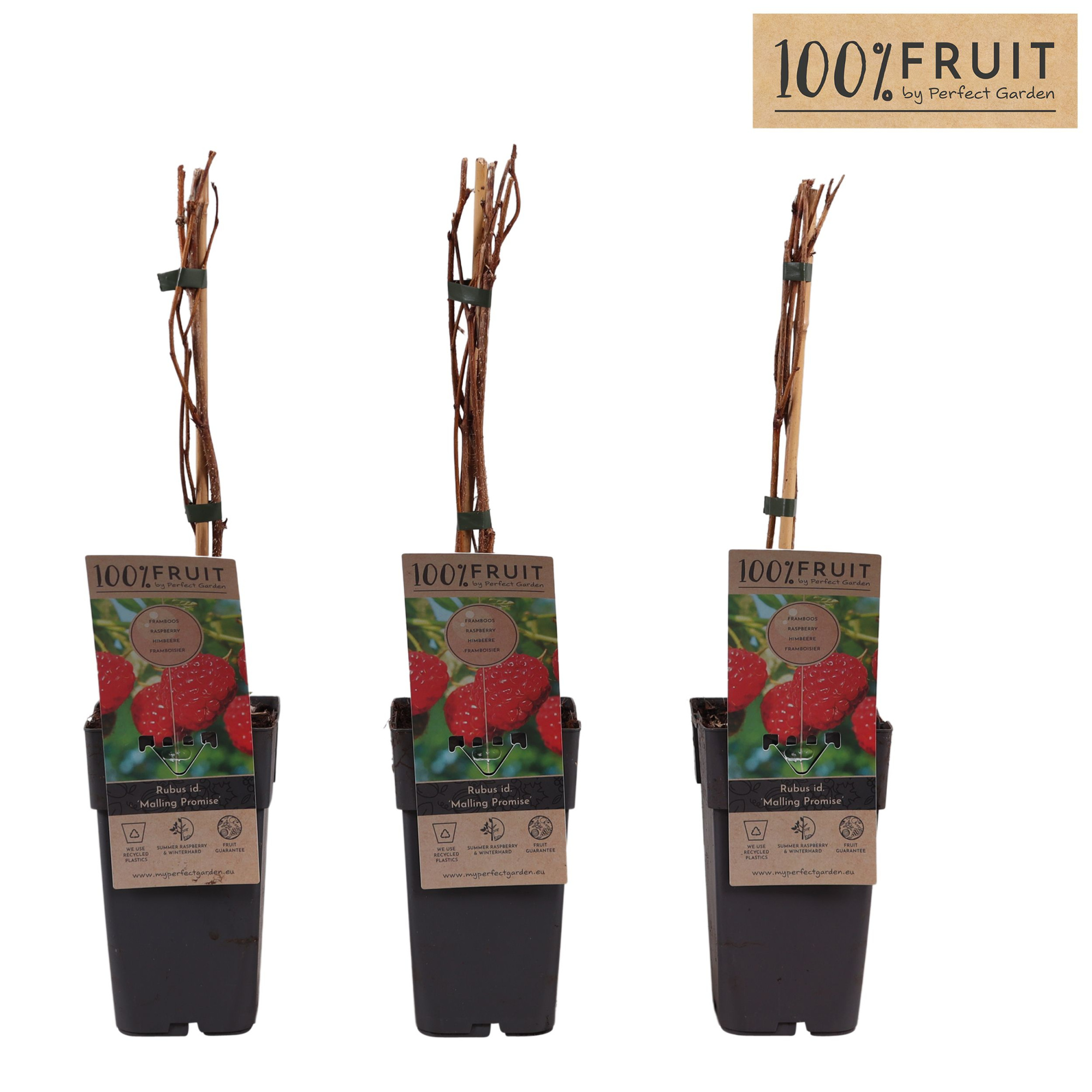 Rubus idaeus Malling Promise P15, D 15