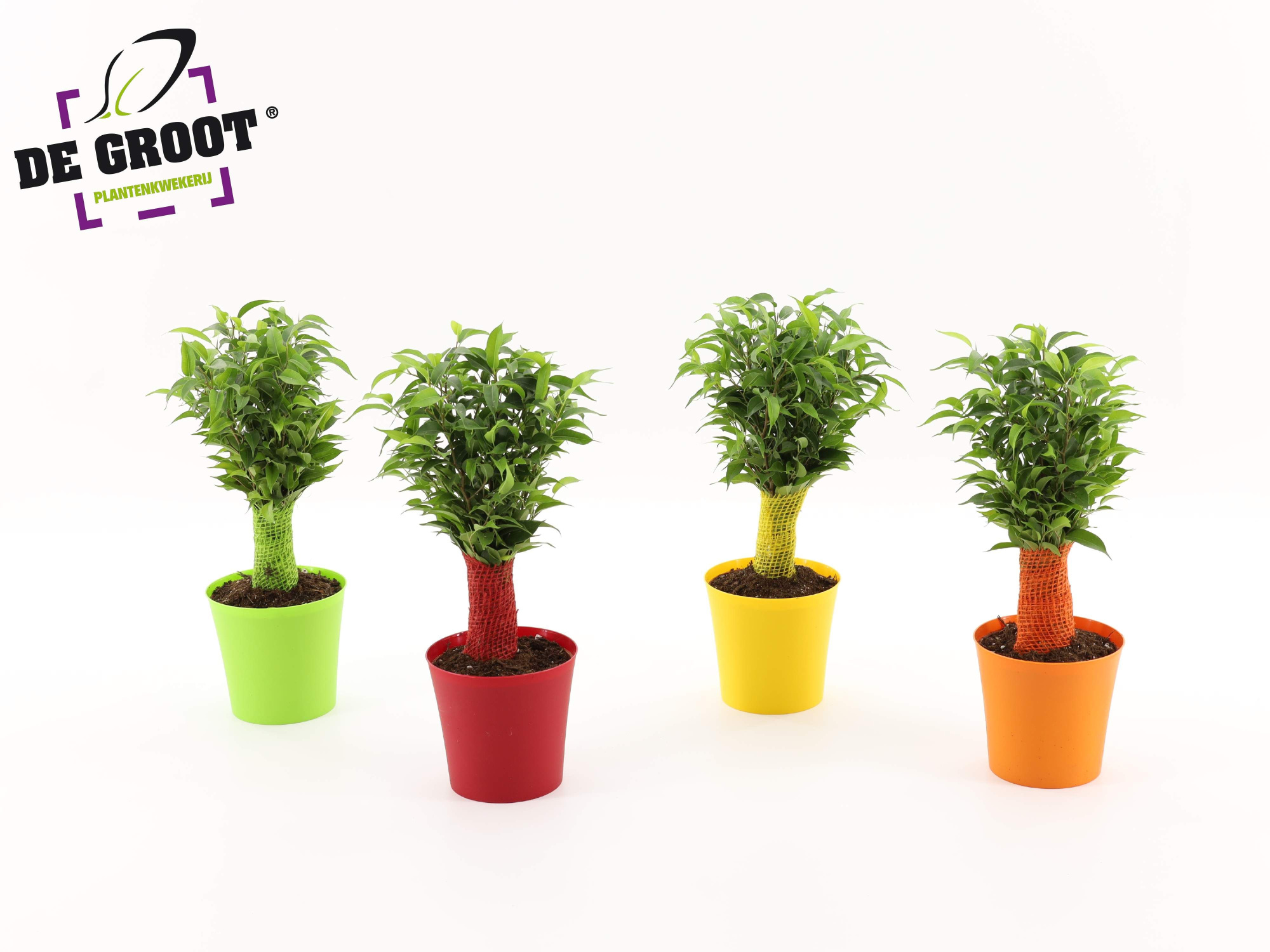 Ficus benjamina natasja Ton-Sur-Ton, D 12 cm