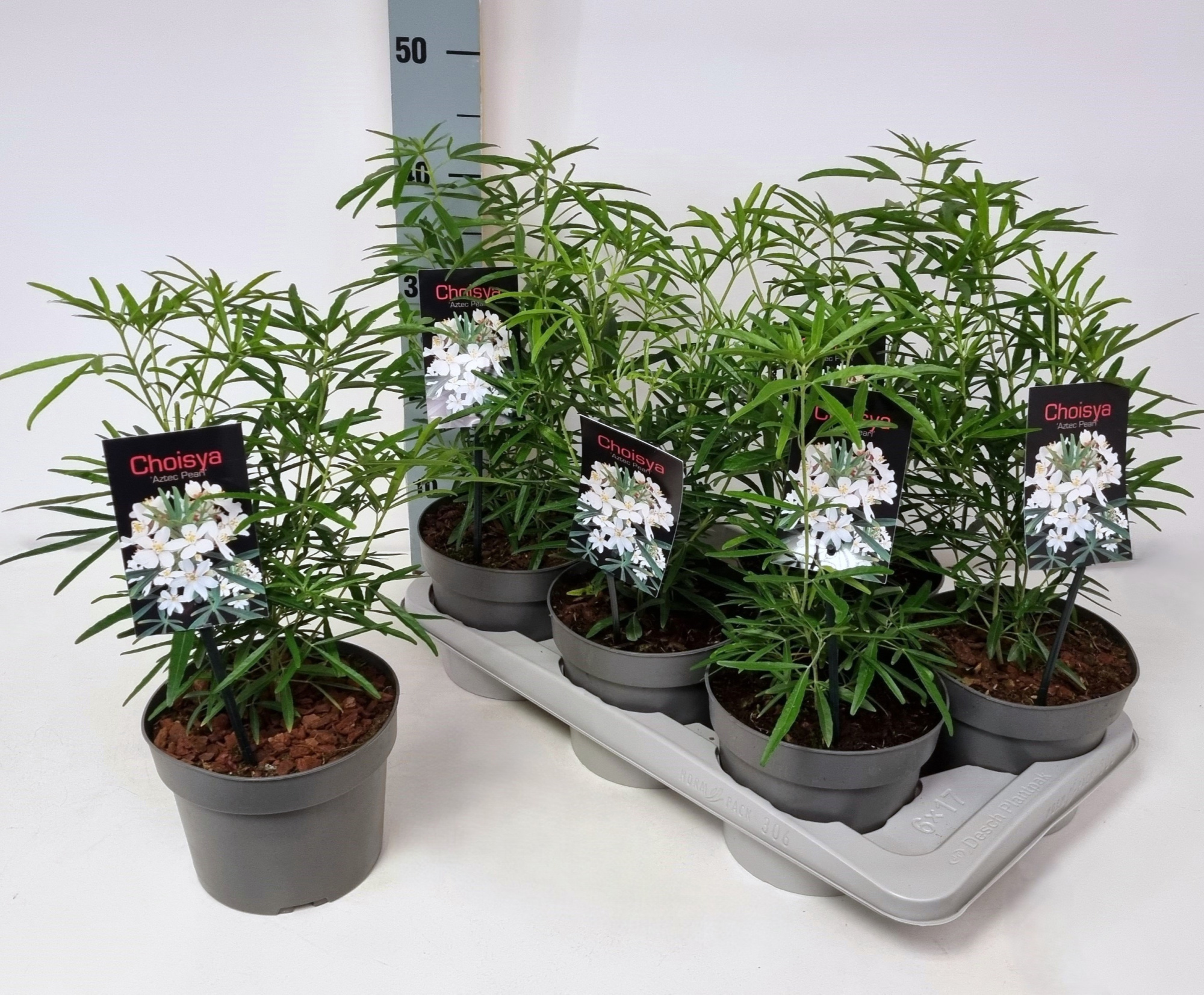 Choisya 'Aztec Pearl' P17, D 17