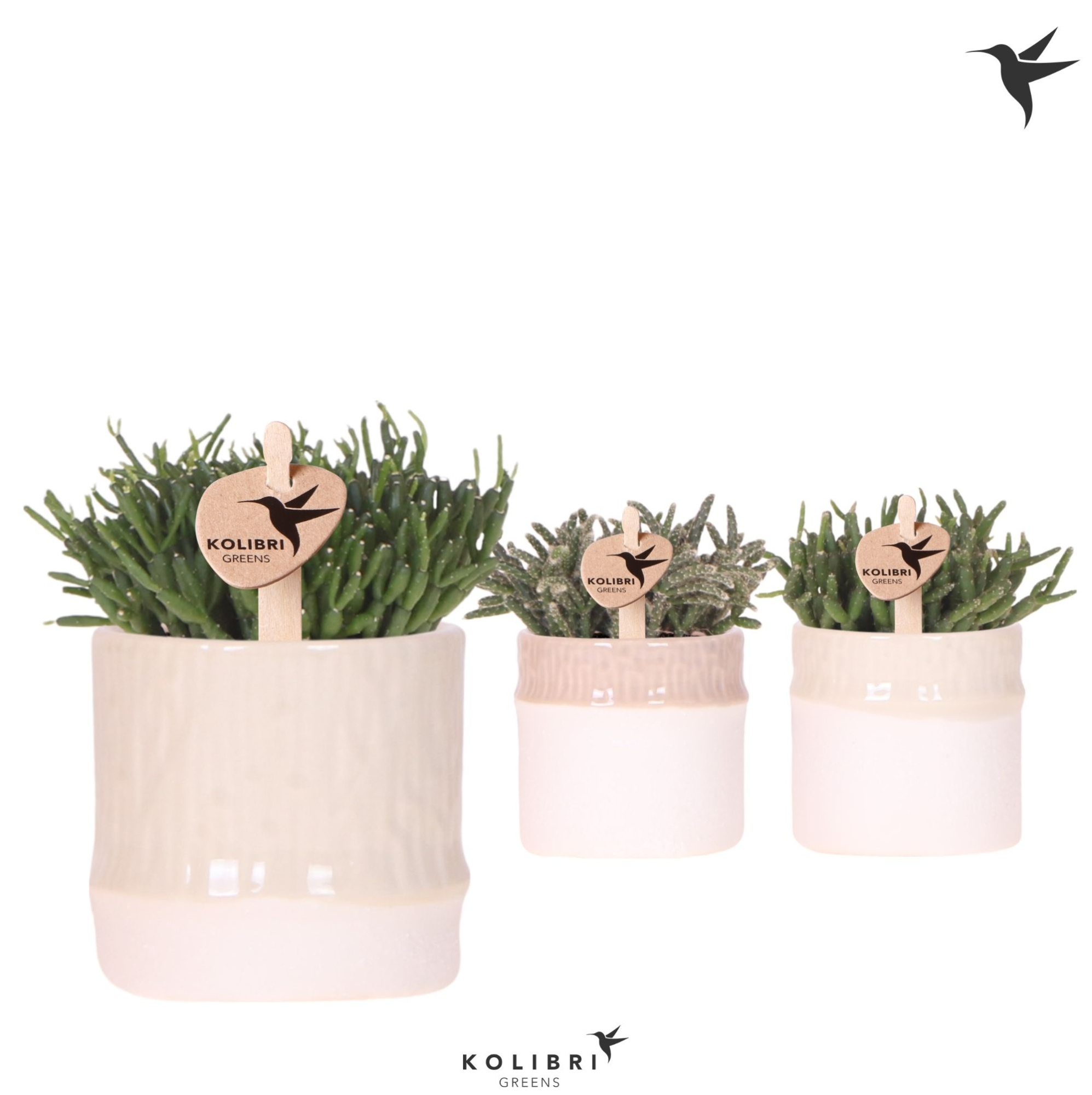 Kolibri Greens Rhipsalis mix in Bamboo pot mix, D 6 cm