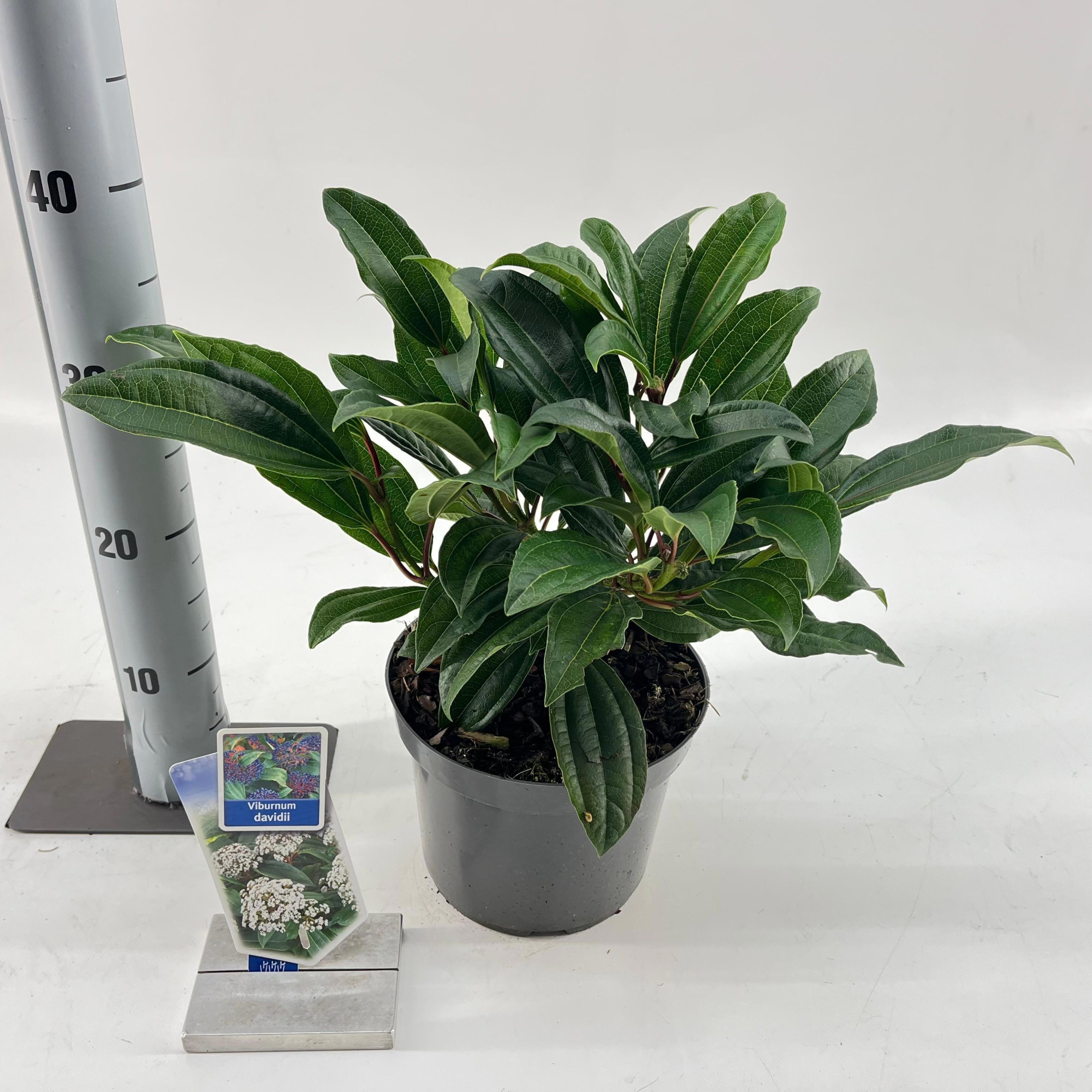 Viburnum davidii, D 19