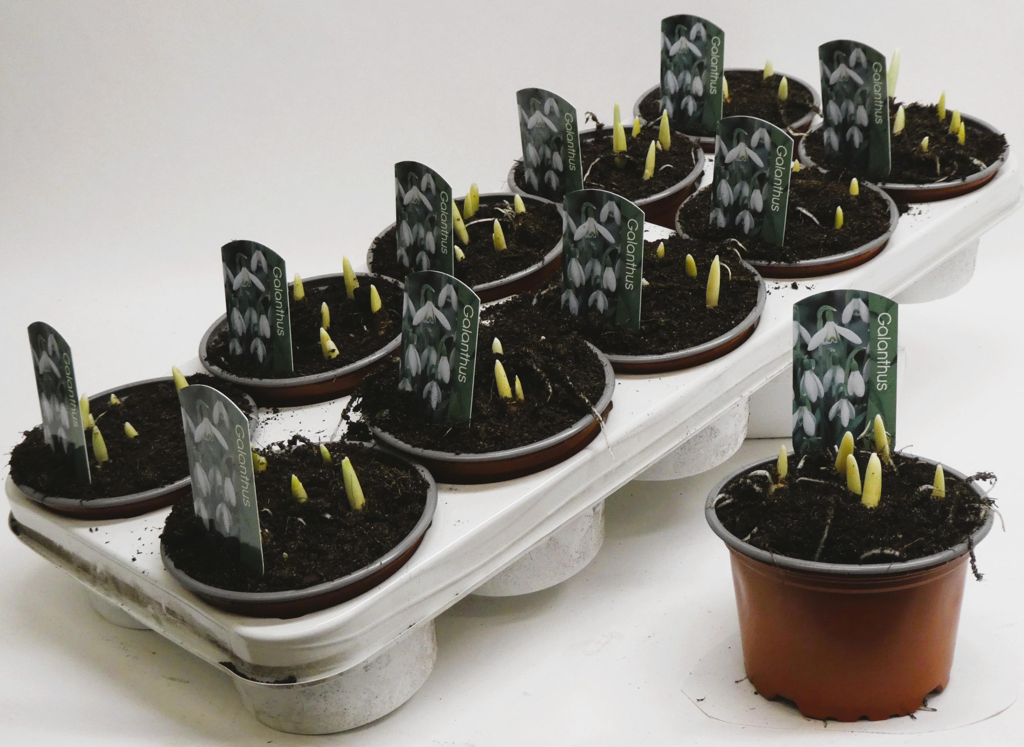 Galanthus nivalis p12, D 12