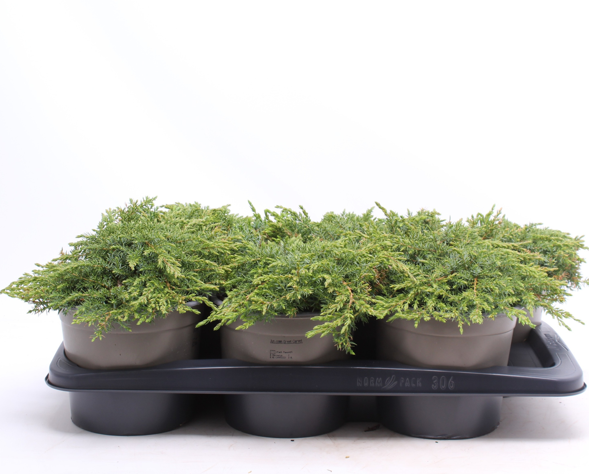 Juniperus communis 'Green Carpet', D 17 cm