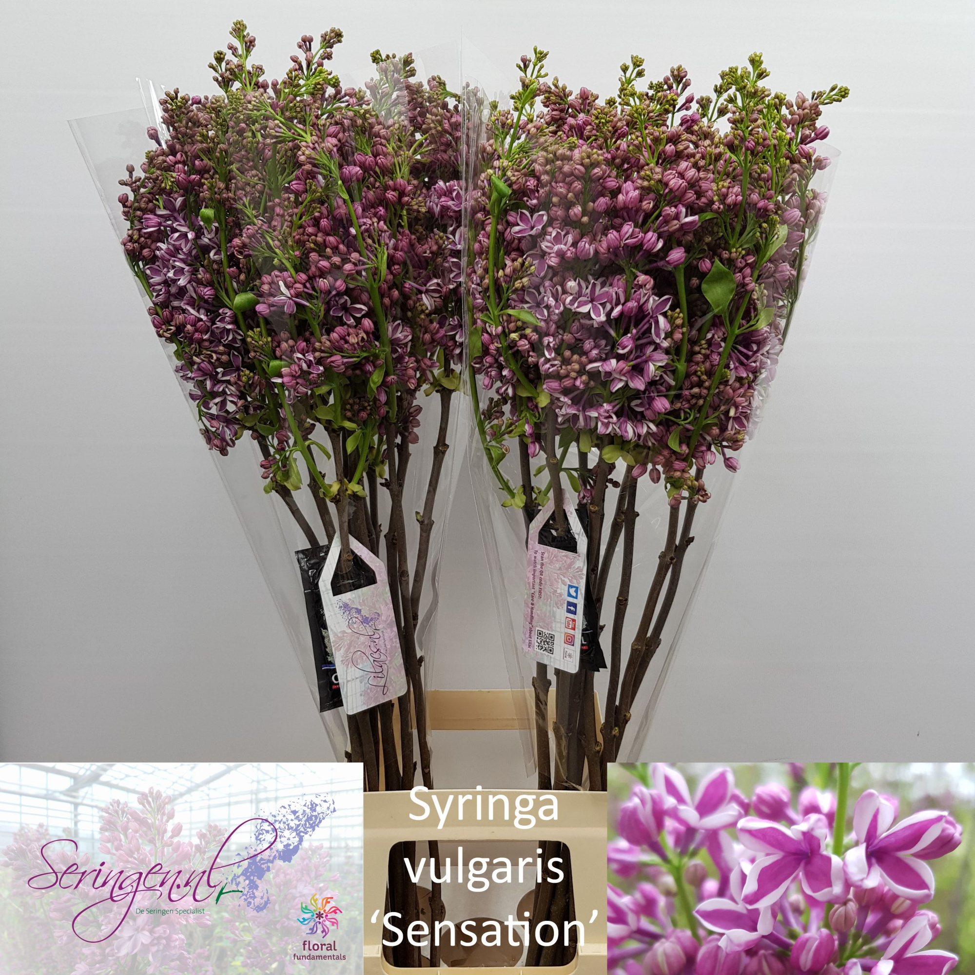 Сирень Сенсейшн 90 (фиолет.), шт.