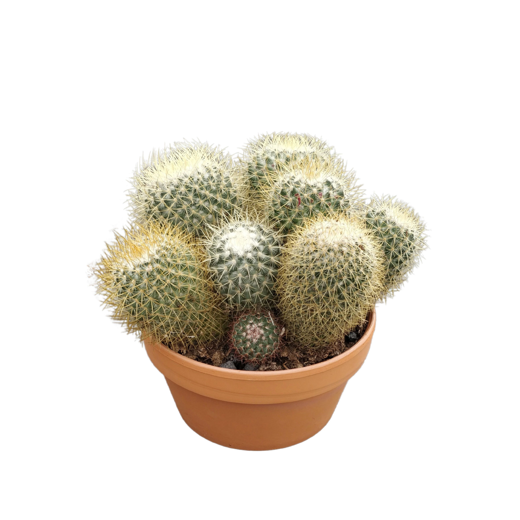 Mammillaria pringlei 20 cm, D 20 cm