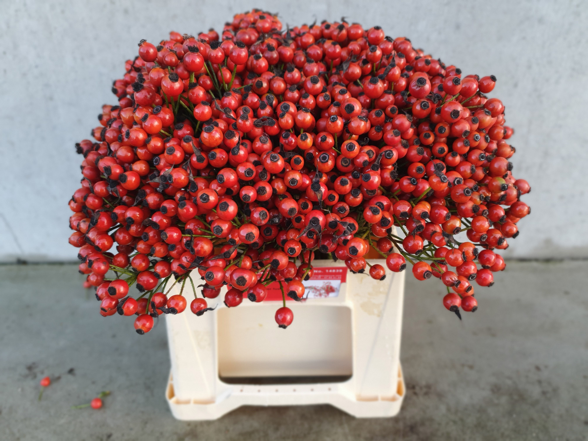 Рузботель Коник Хипхоп 40, шт.