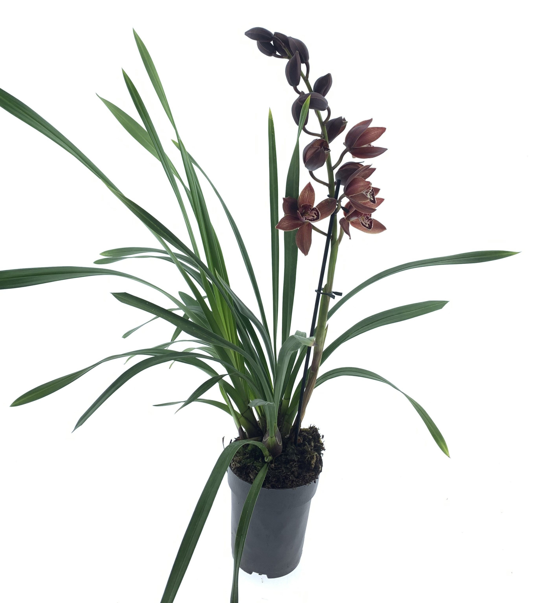 Cymbidium 1-tak bruin, D 15