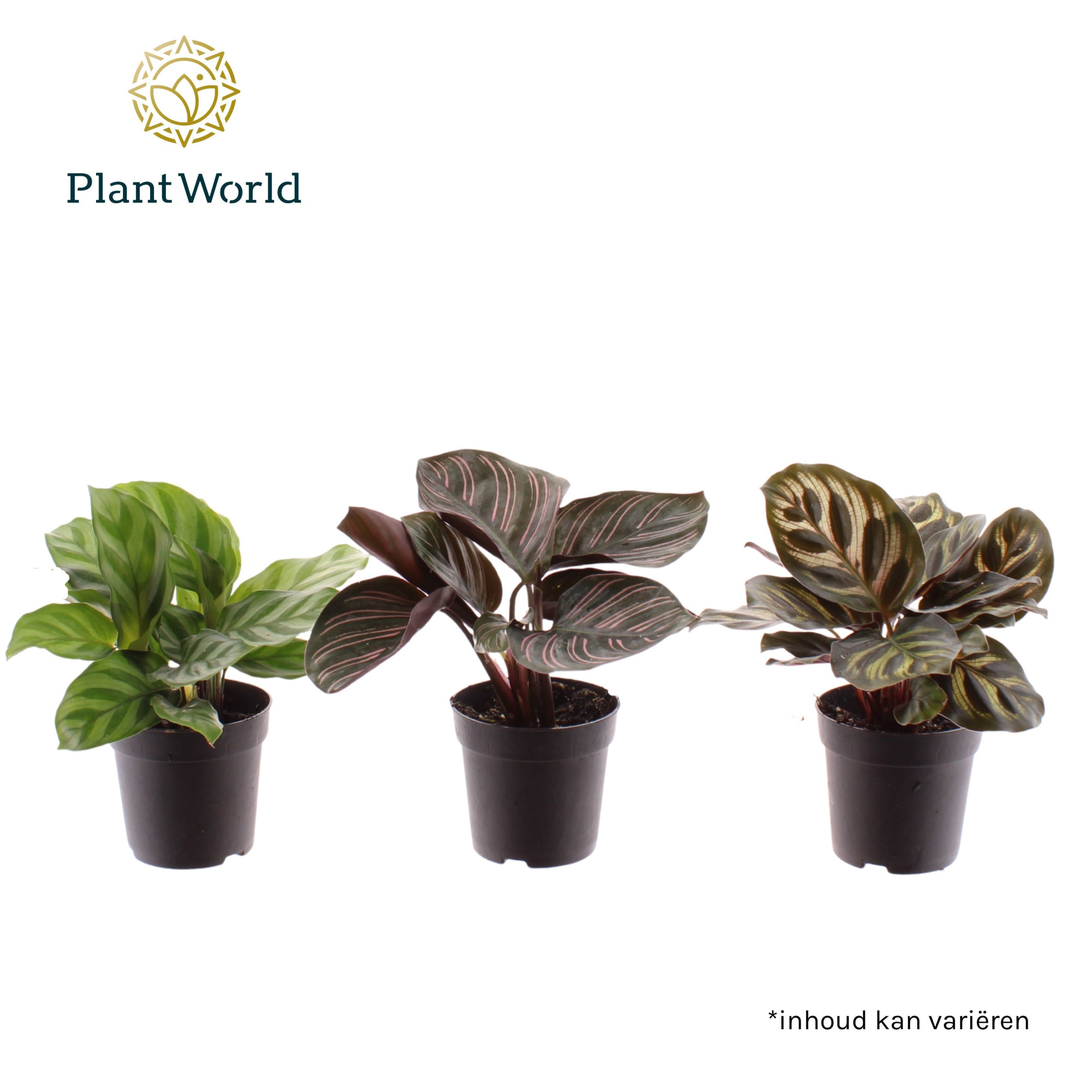 Calathea mix 7 cm, D 7 cm