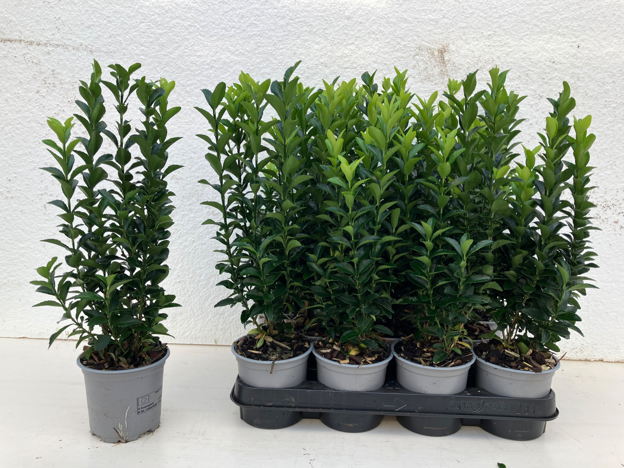 Euonymus japonicus Green Spire, D 11