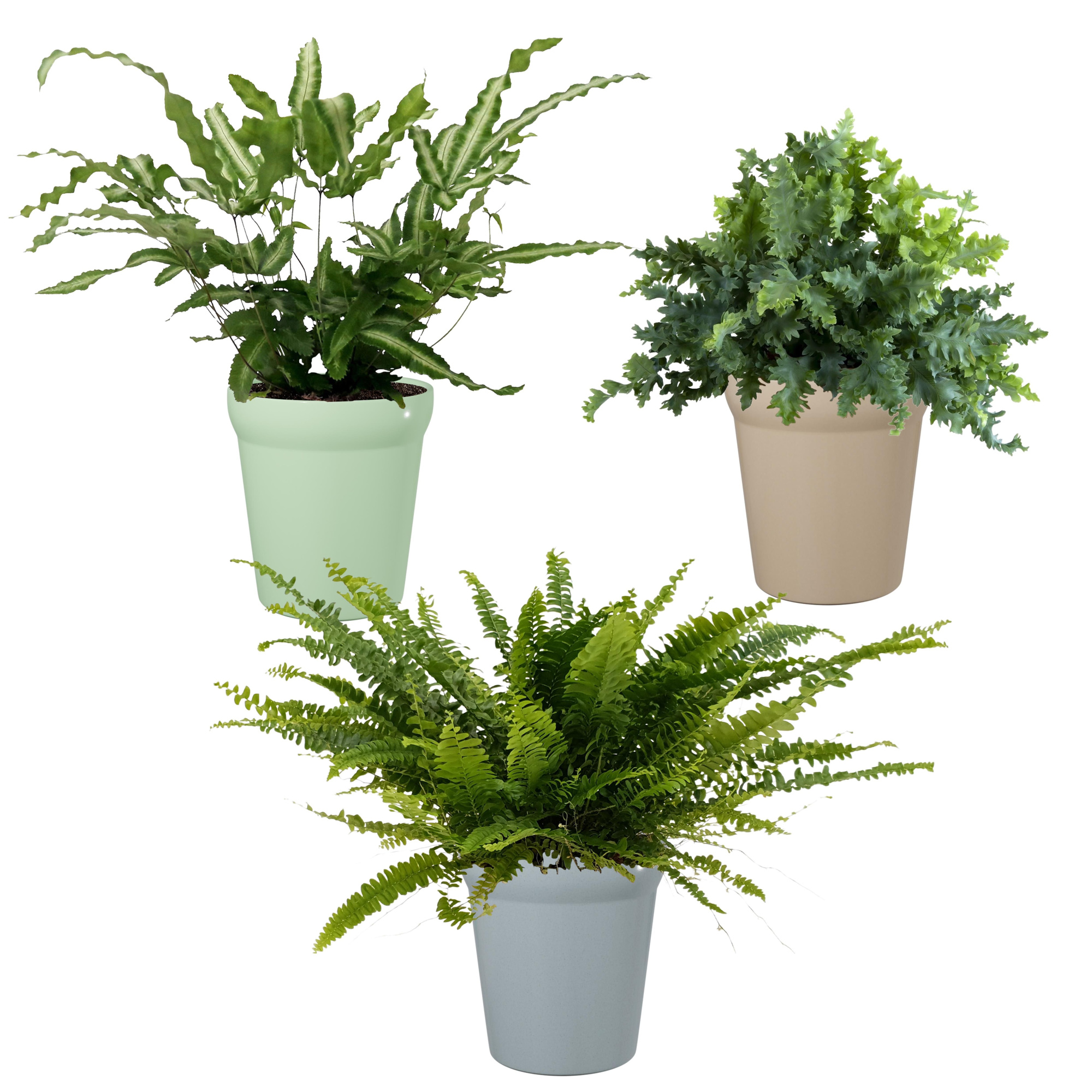 Varen mix in Elle, D 9 cm