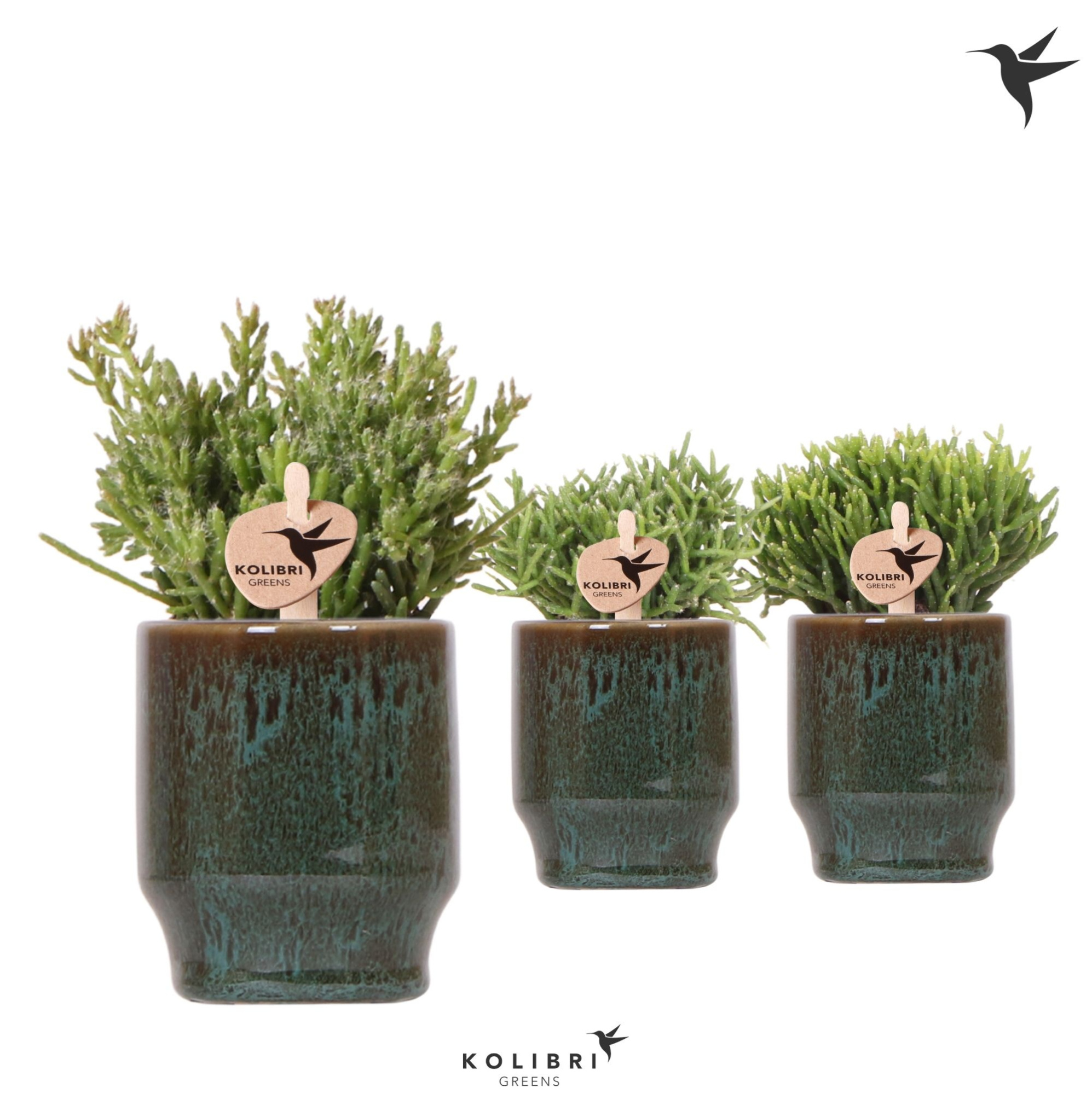 Kolibri Greens Rhipsalis mix in Classy pot green, D 6 cm