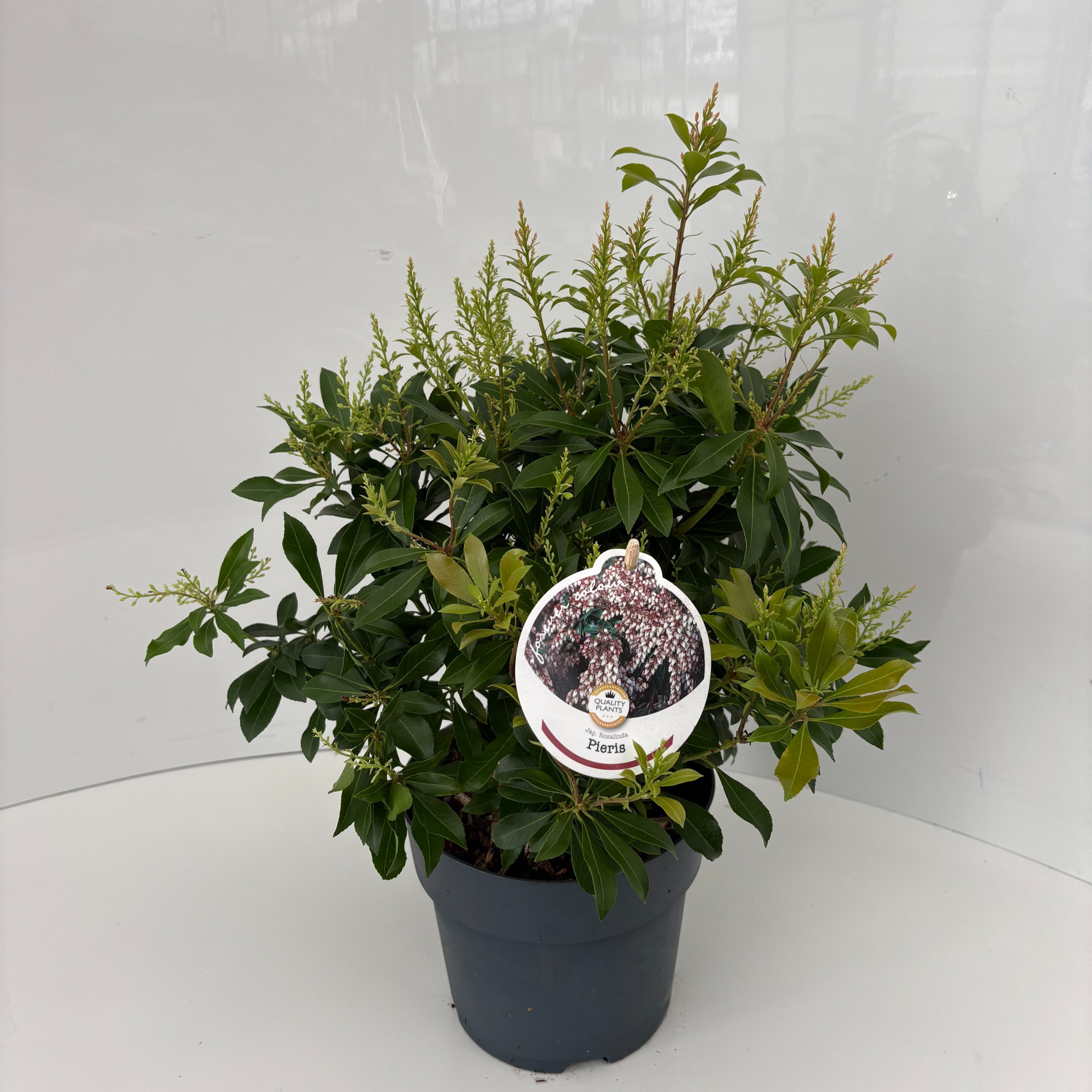 Pieris japonica 'Rosalinda', D 17 cm