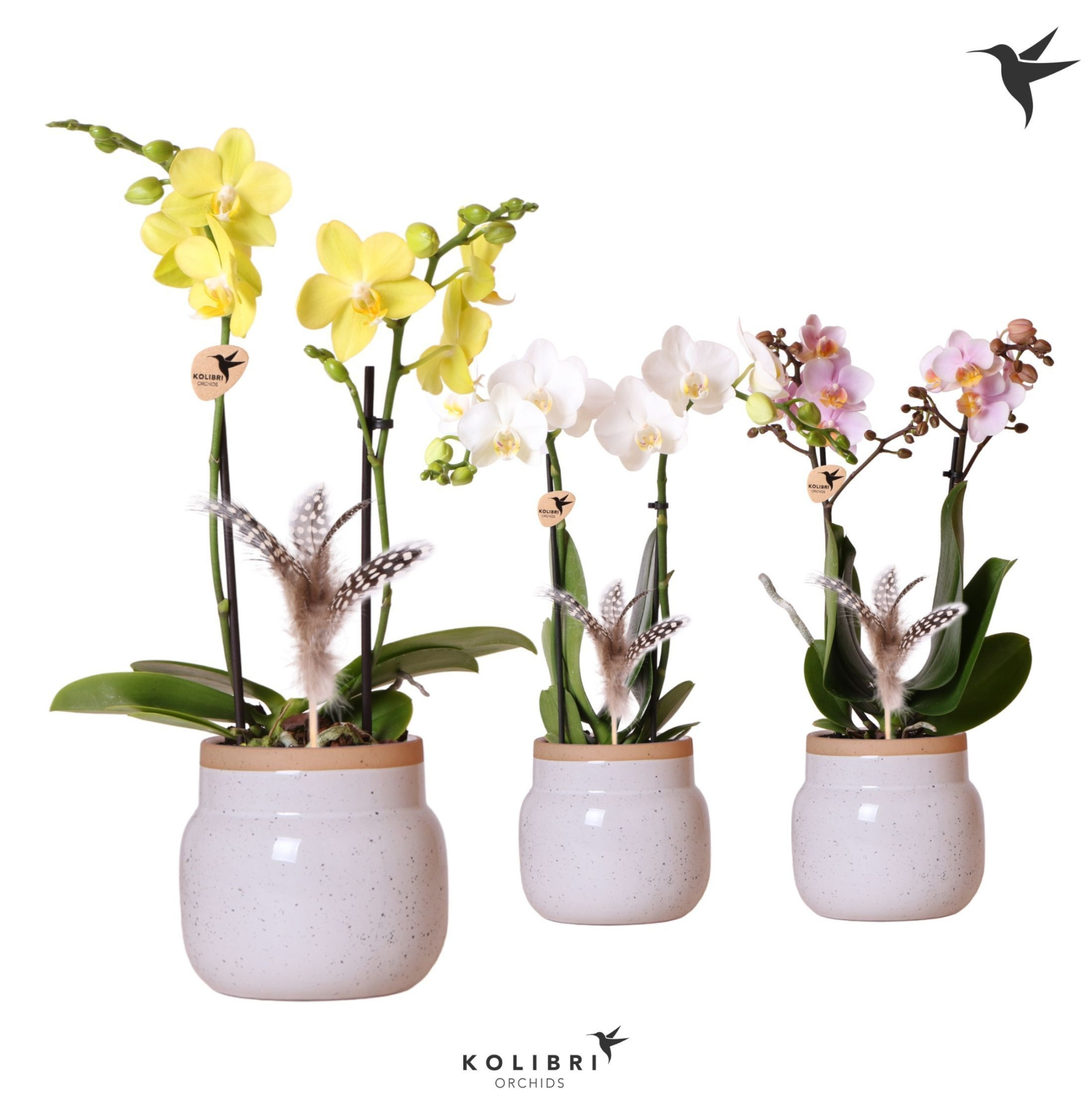 Kolibri Orchids Phalaenopsis mix 2 spike in Vintage Bowl white, D 9